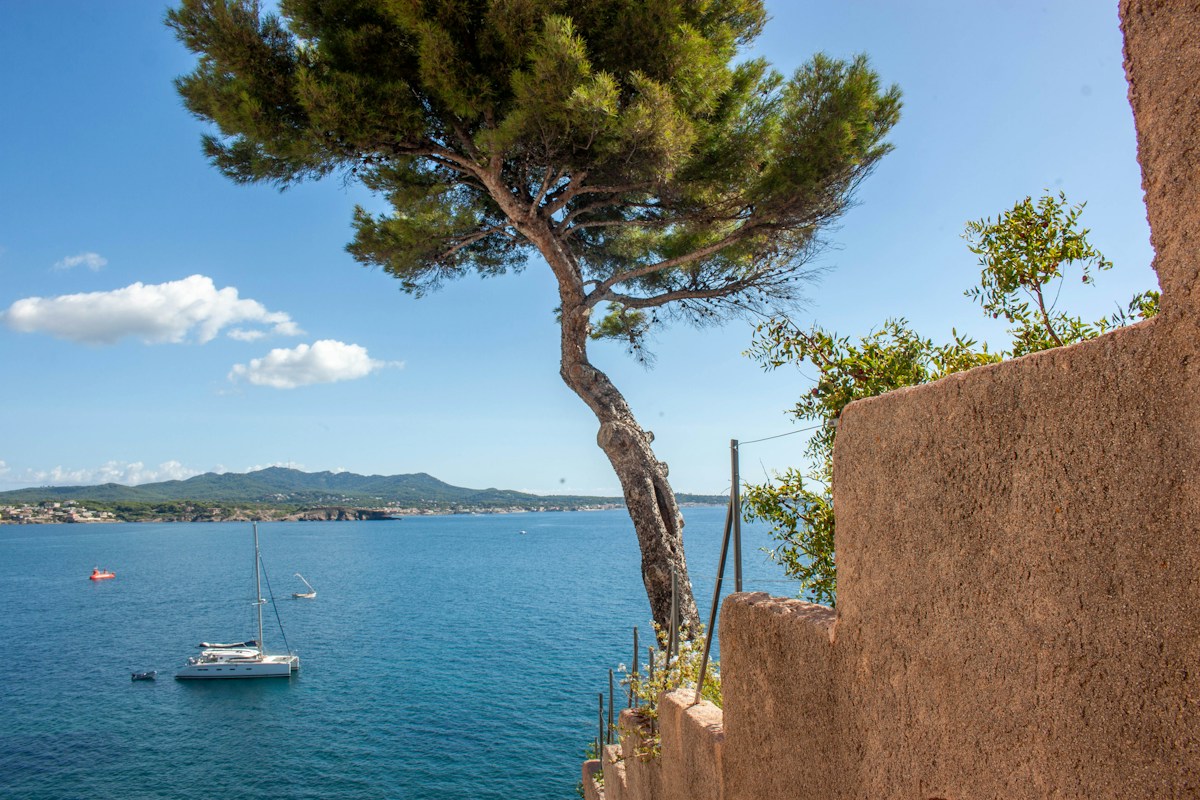 Catamaran at anchor in a blue bay on the Mediterranean coast, beneath an umbrella pine