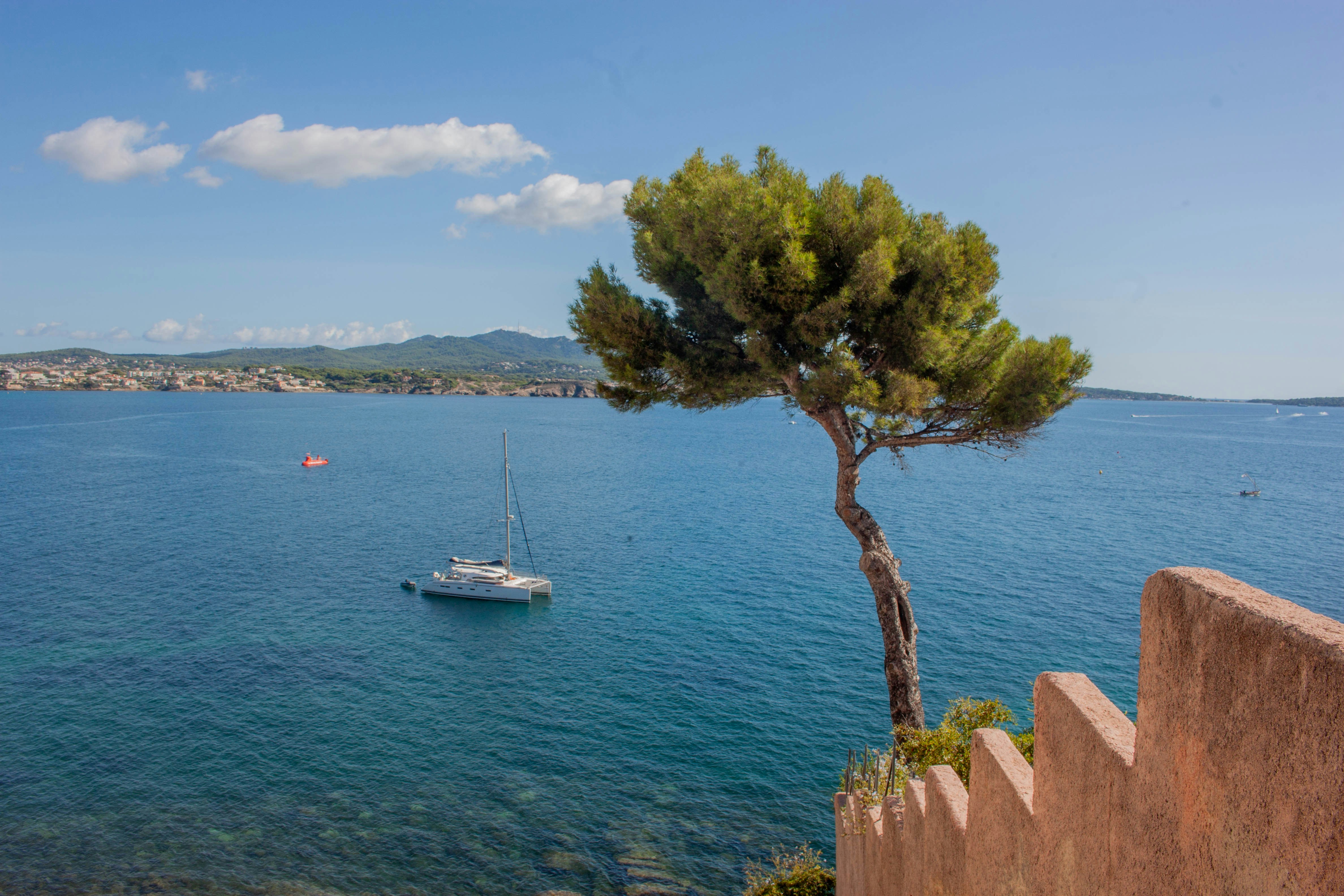 Un pino solitario che domina una baia blu con un catamarano e colline lontane