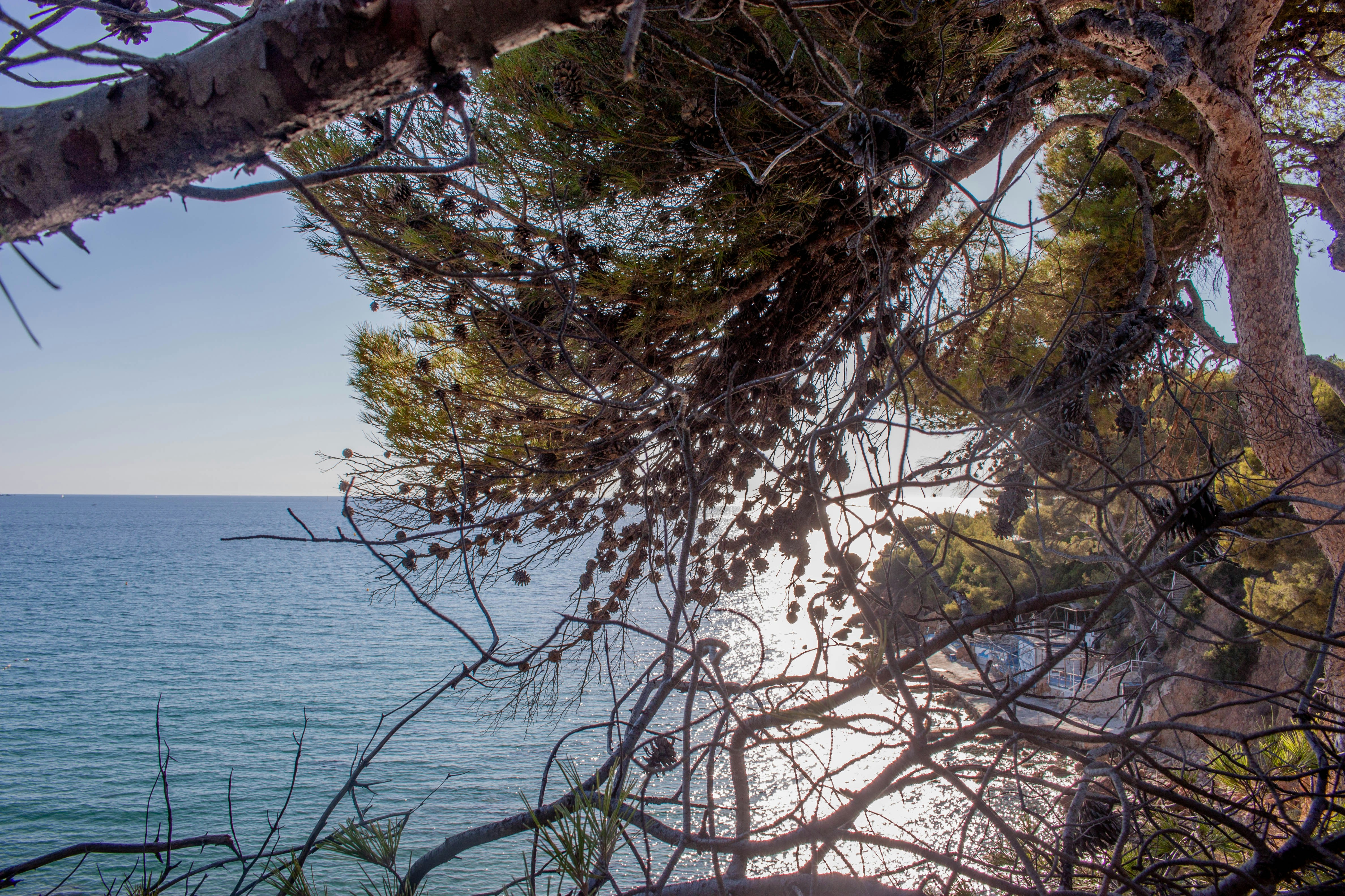 Rami di pino con pigne che incorniciano una vista sul mare sotto il sole basso