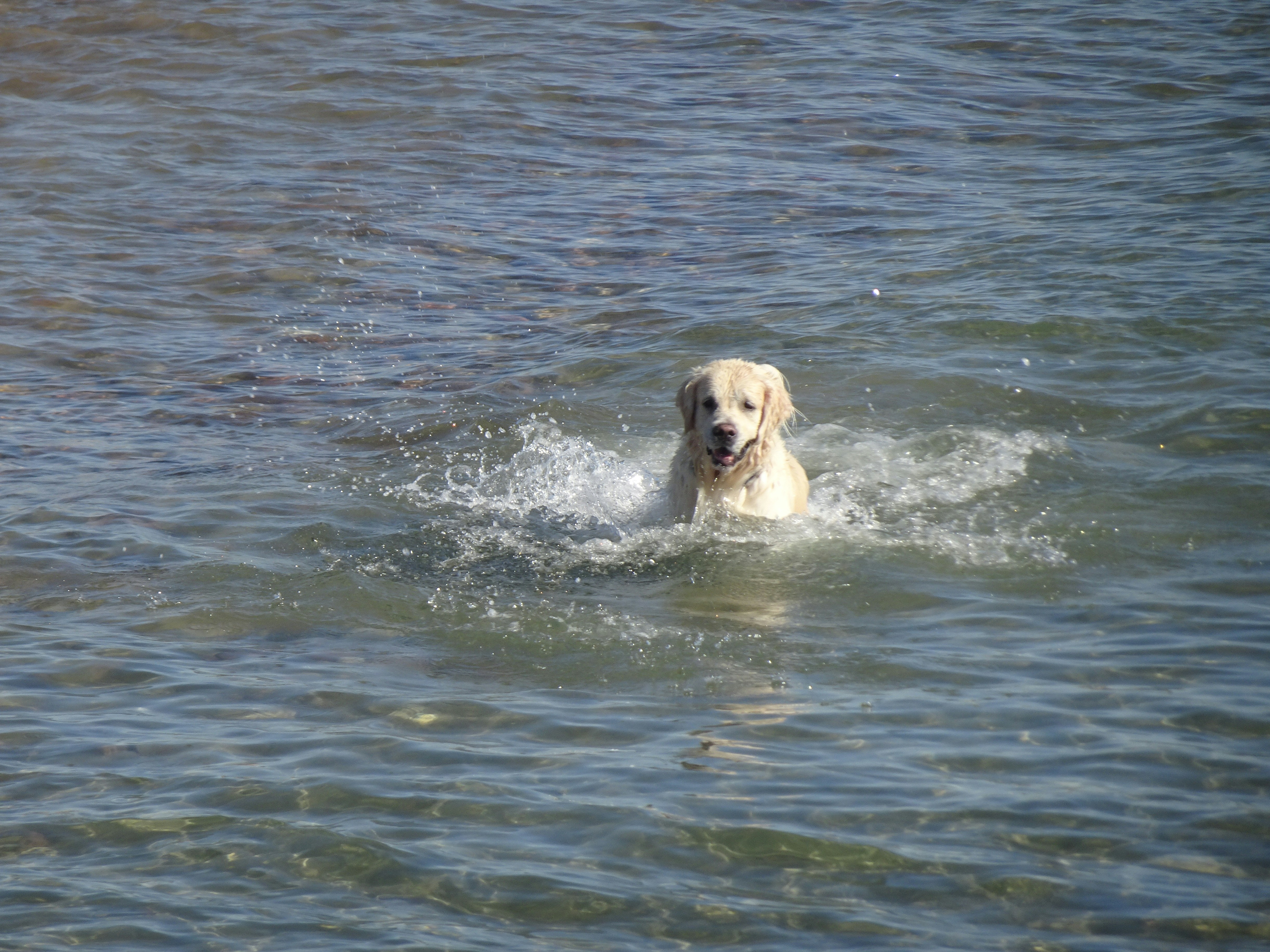 A golden retriever splashing in shallow water on a sunny day