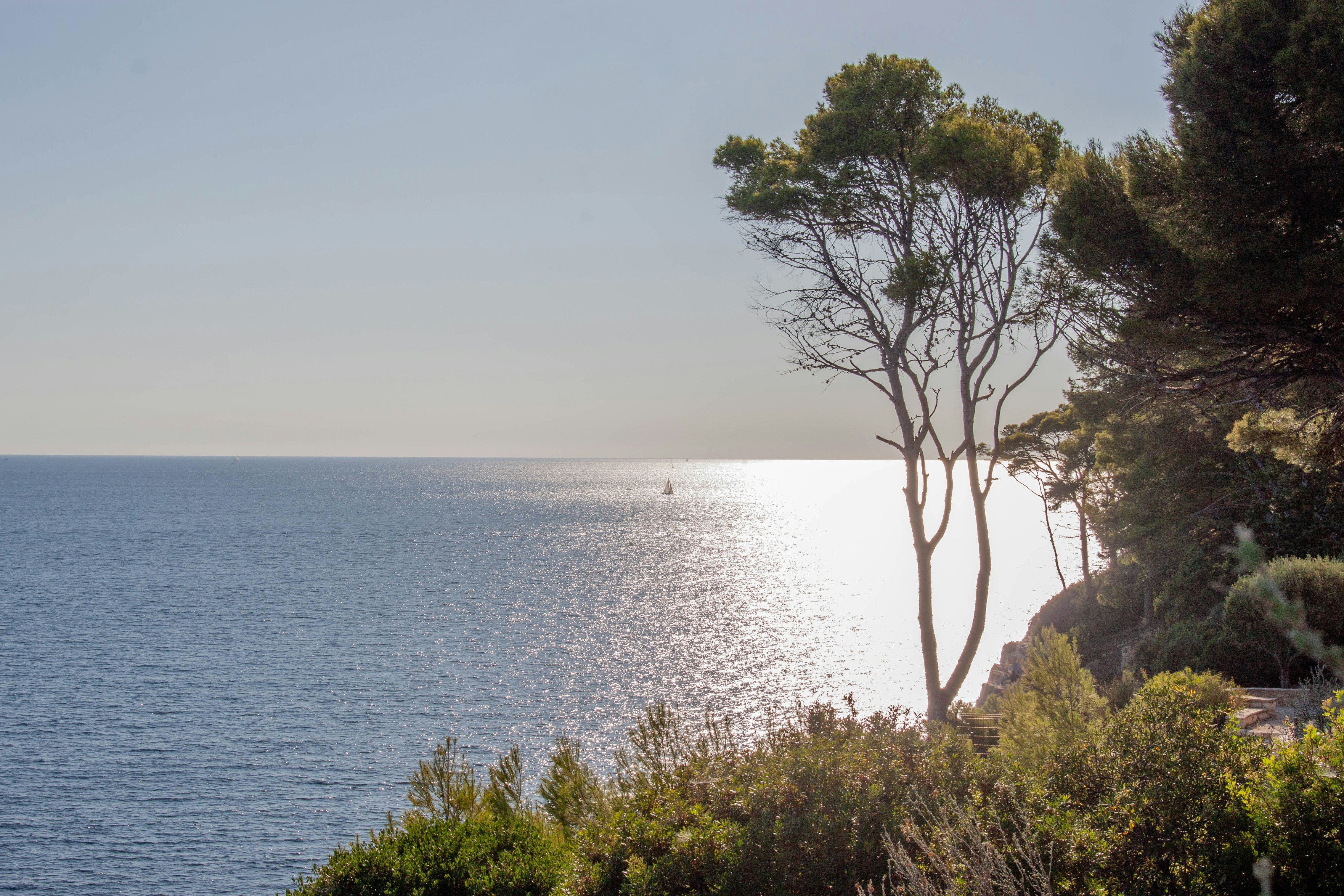 Un pino su una scogliera rocciosa che domina il scintillante mare Mediterraneo blu