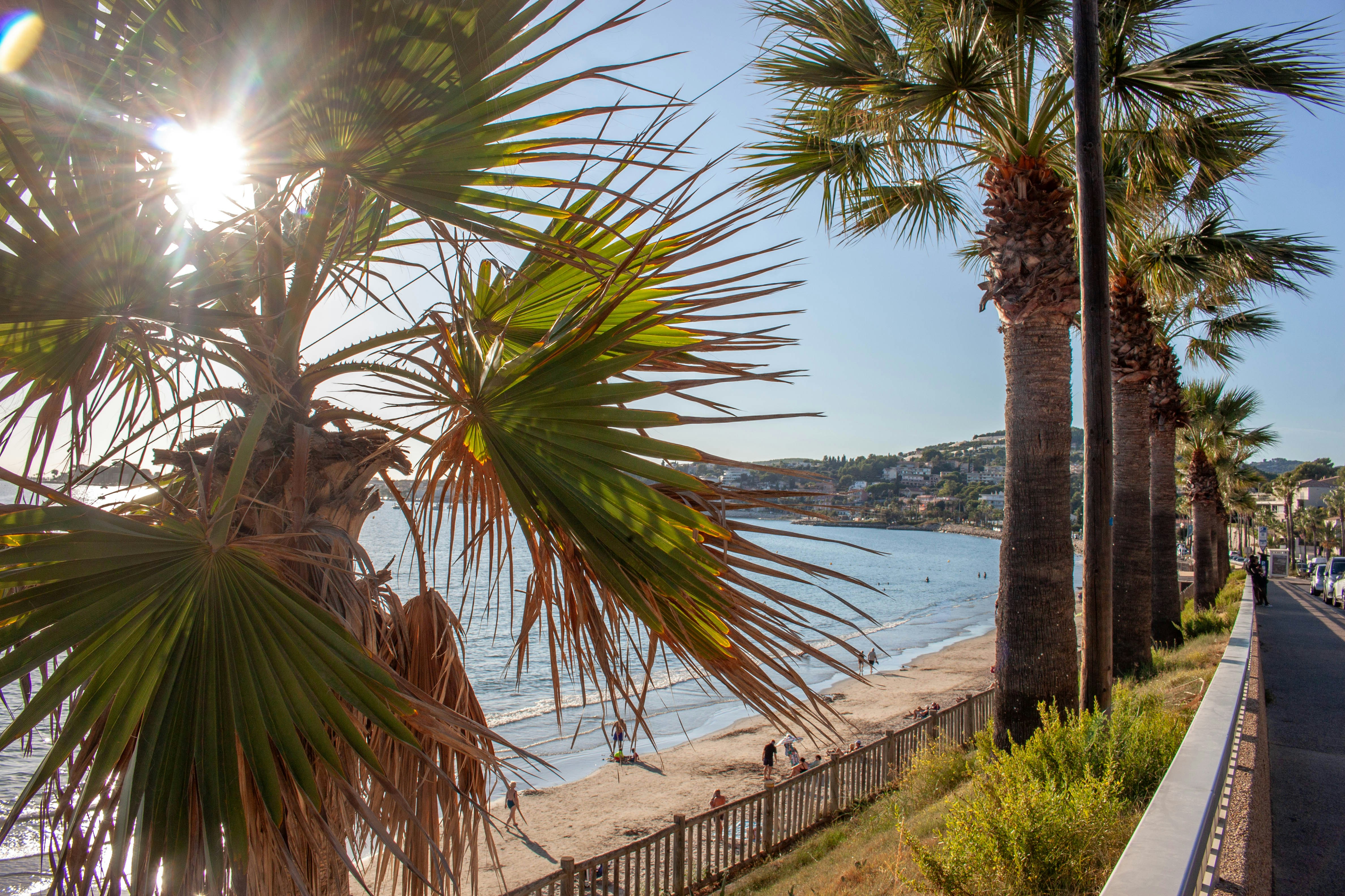 Palm trees along a sandy beach with low sun and a coastal road