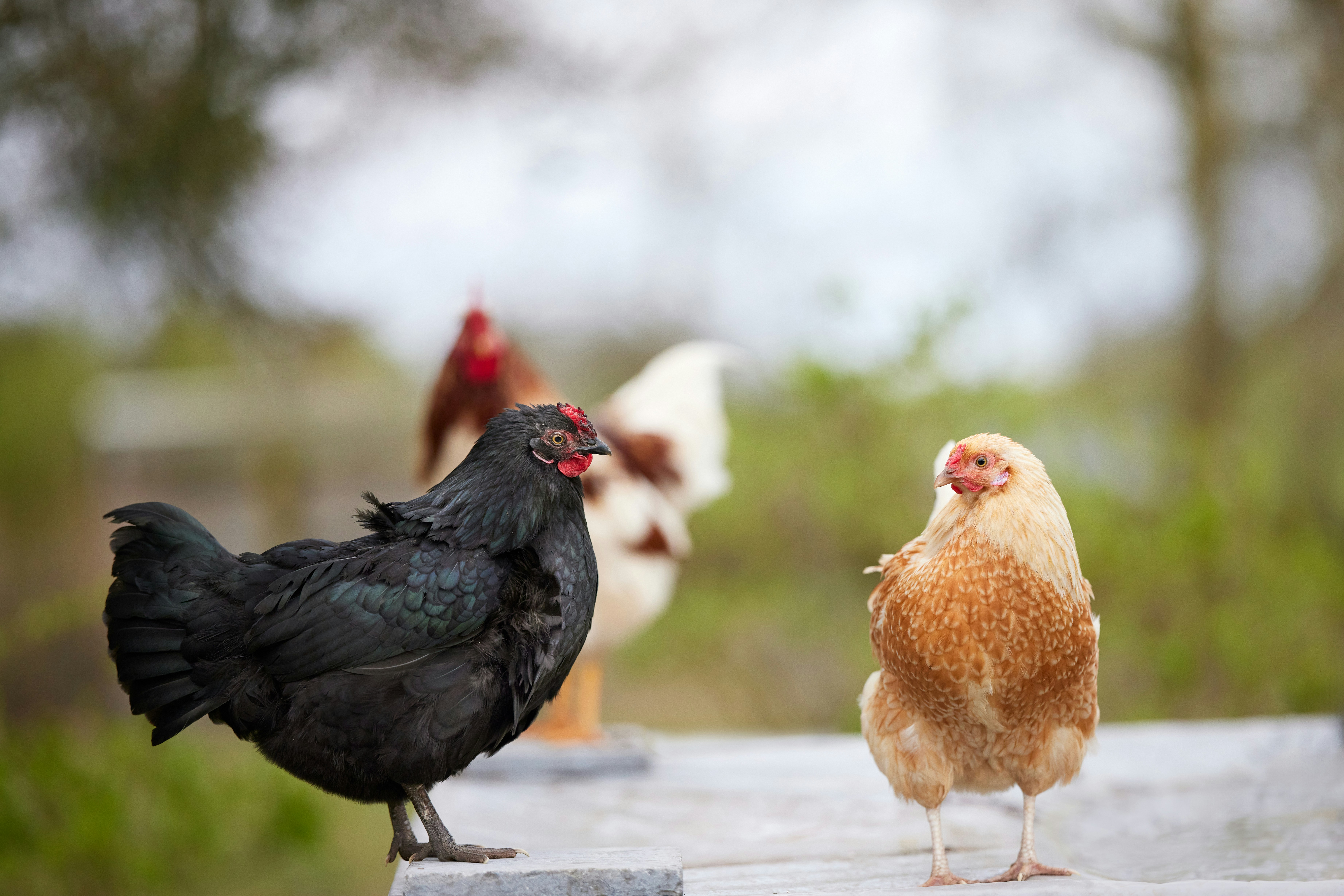 Black and brown chickens on stone - Free Photo on Unsplash