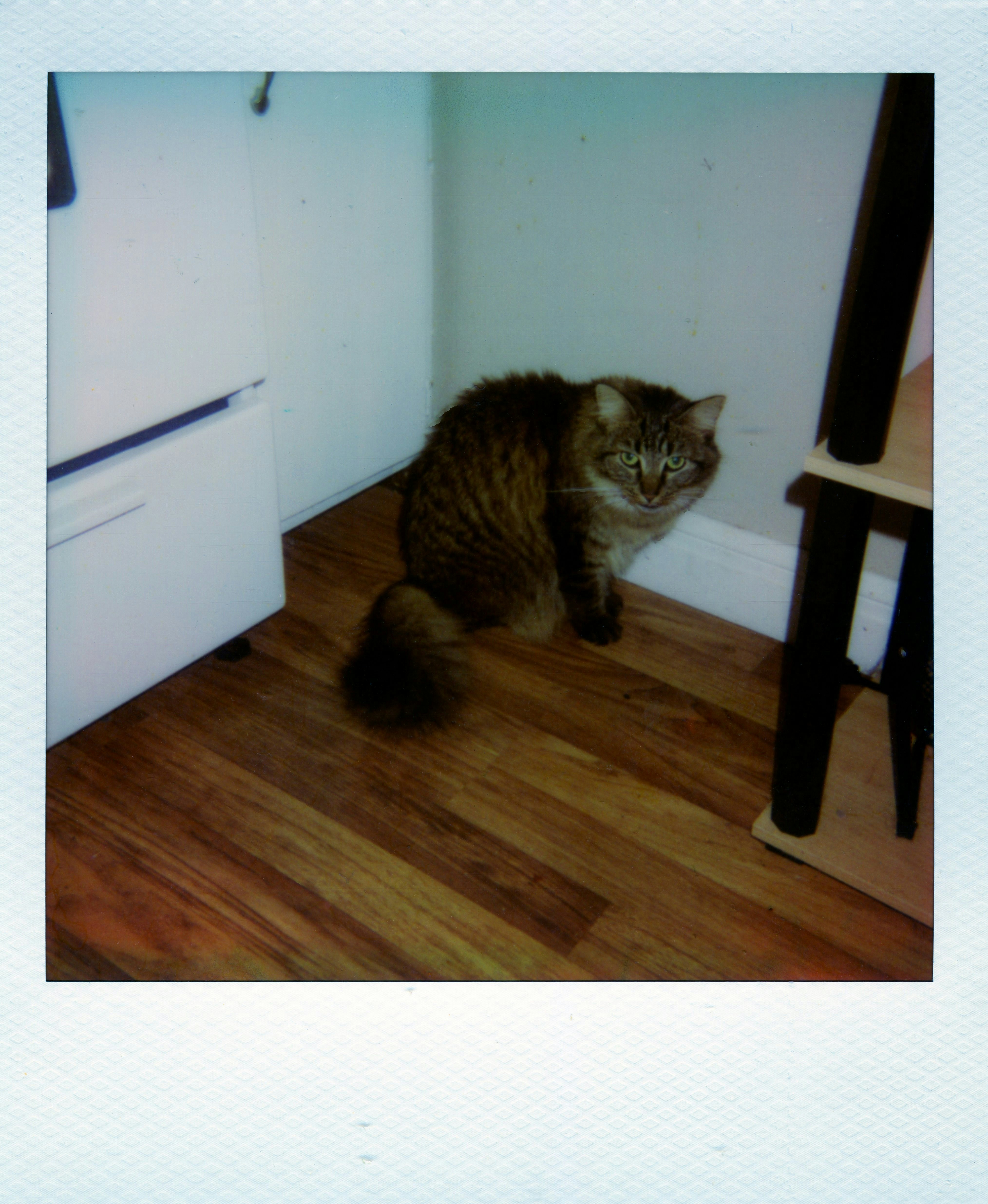 A fluffy brown tabby cat on a wooden floor in a corner