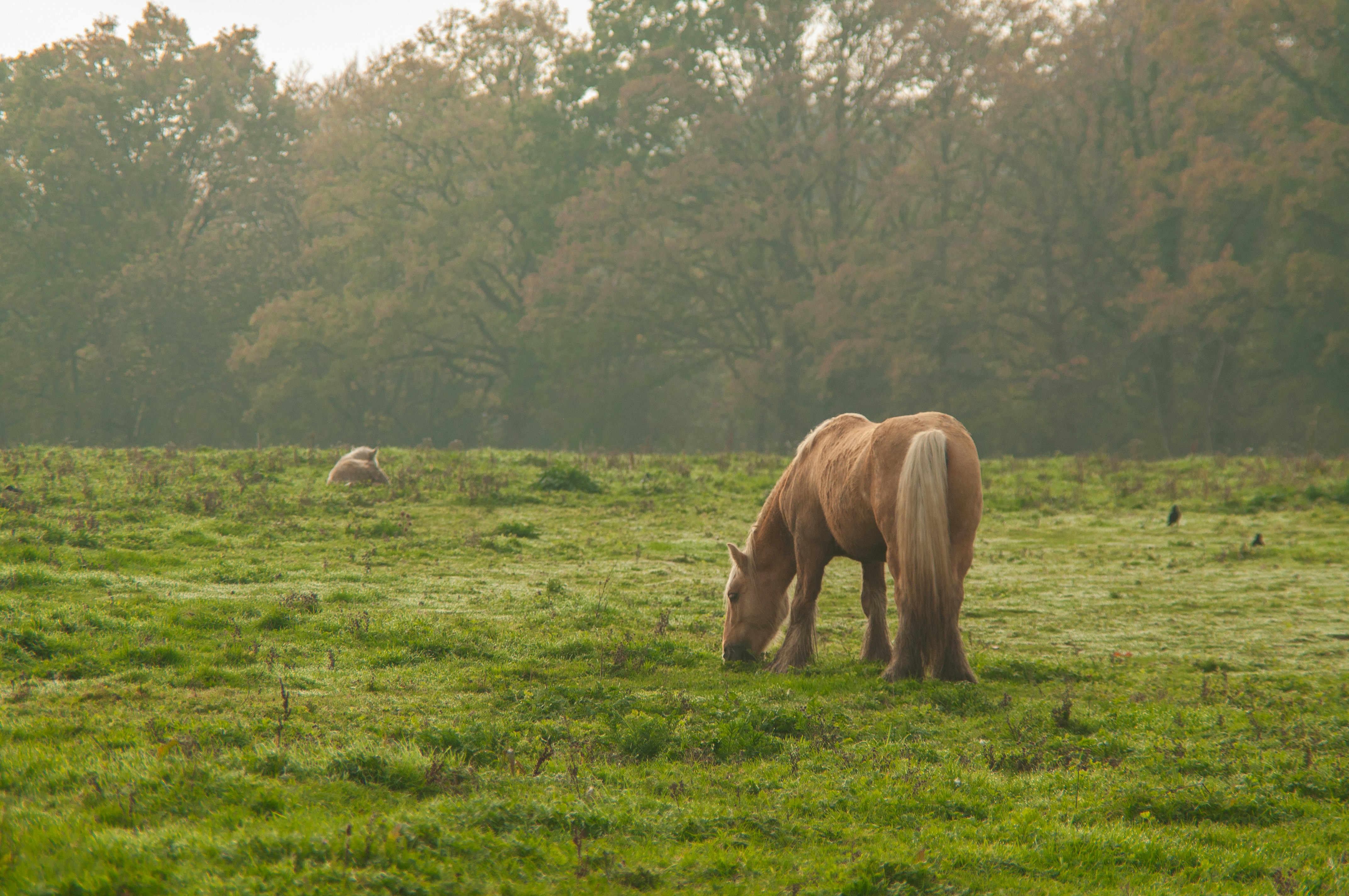 A light brown horse grazing in a misty green meadow with trees behind