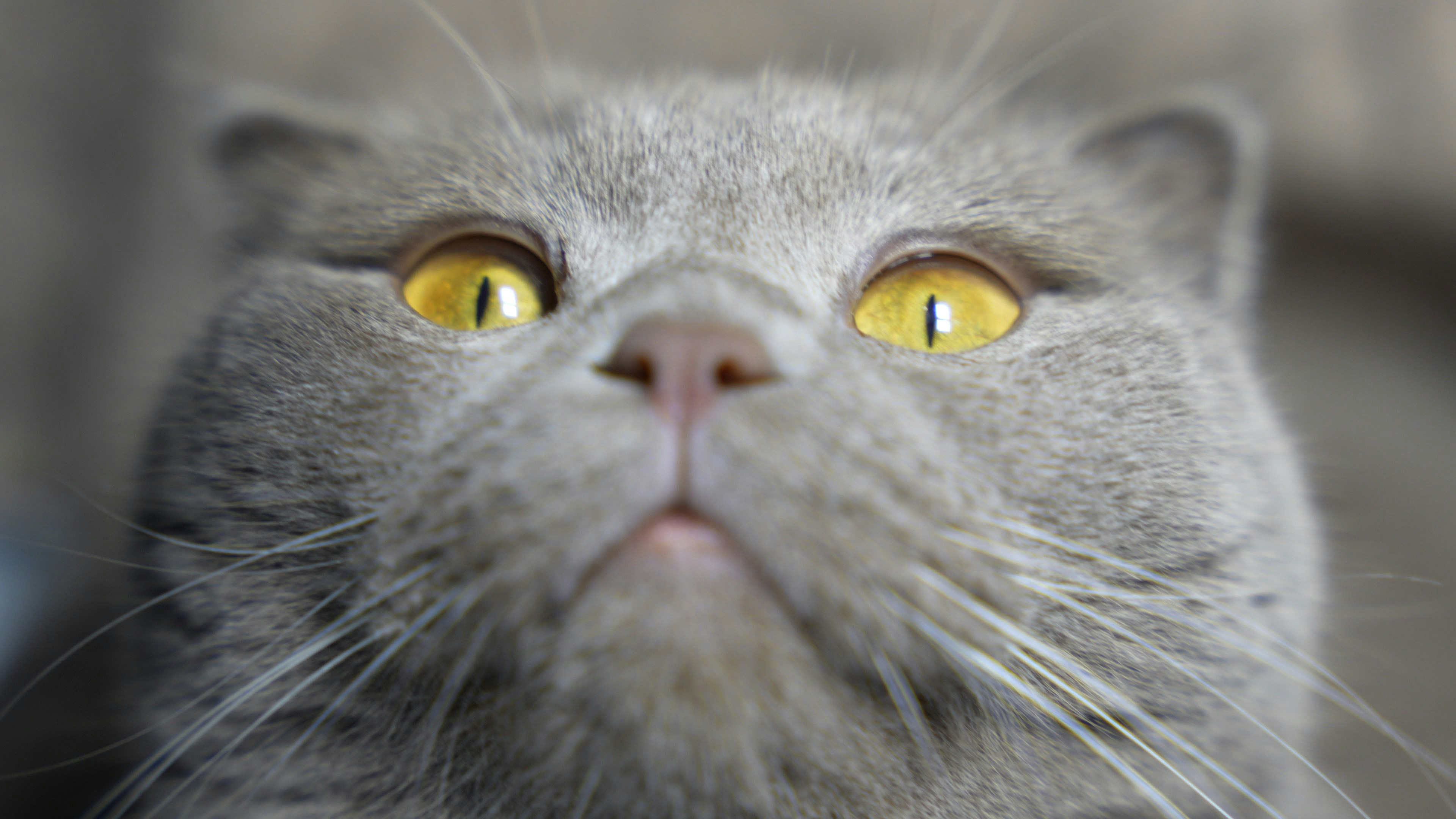 A close-up of a grey Scottish Fold cat with bright yellow eyes