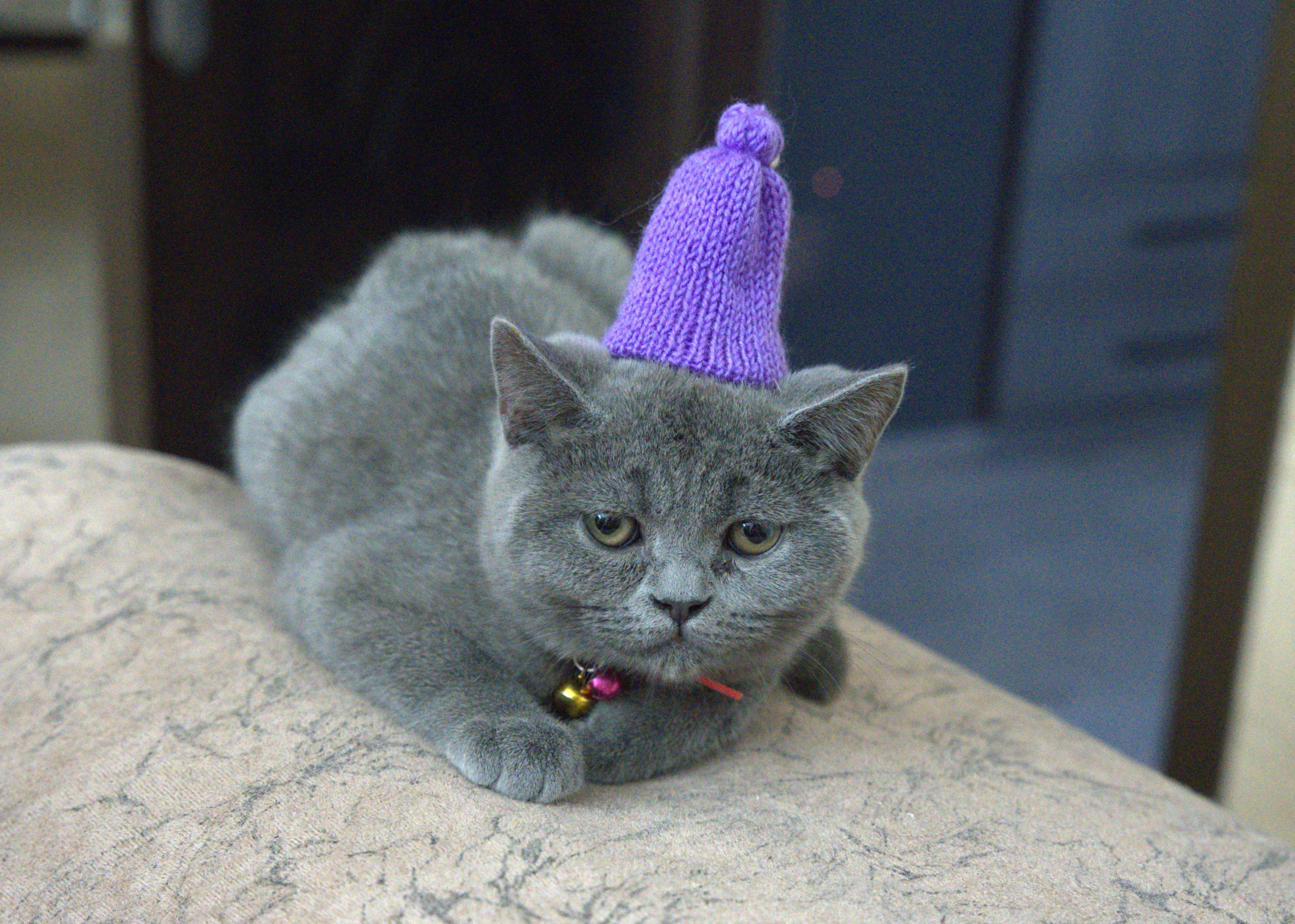 A grey British Shorthair cat wearing a small purple knitted hat with a bell