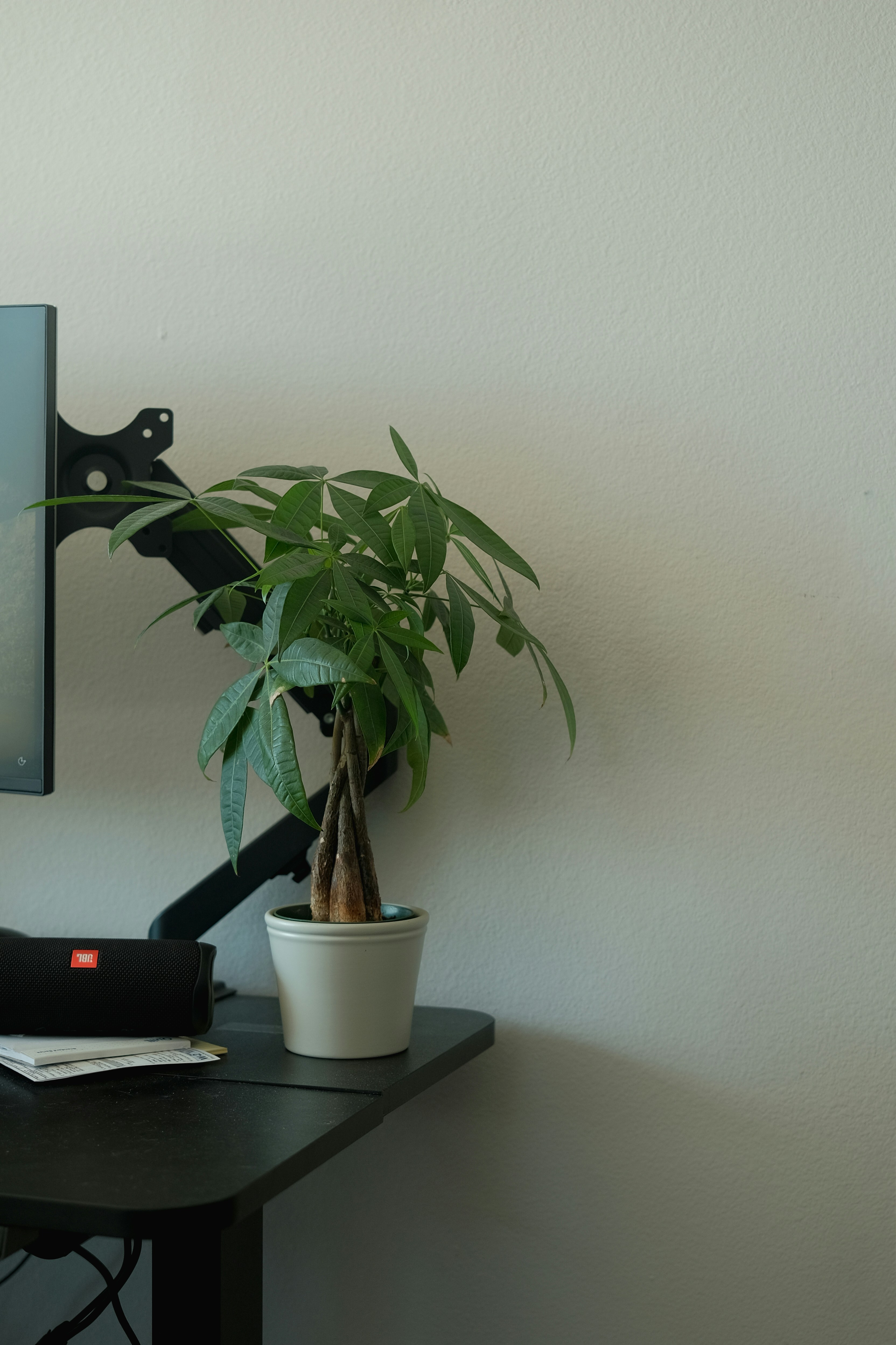 A money tree in a white pot on a black desk near a monitor