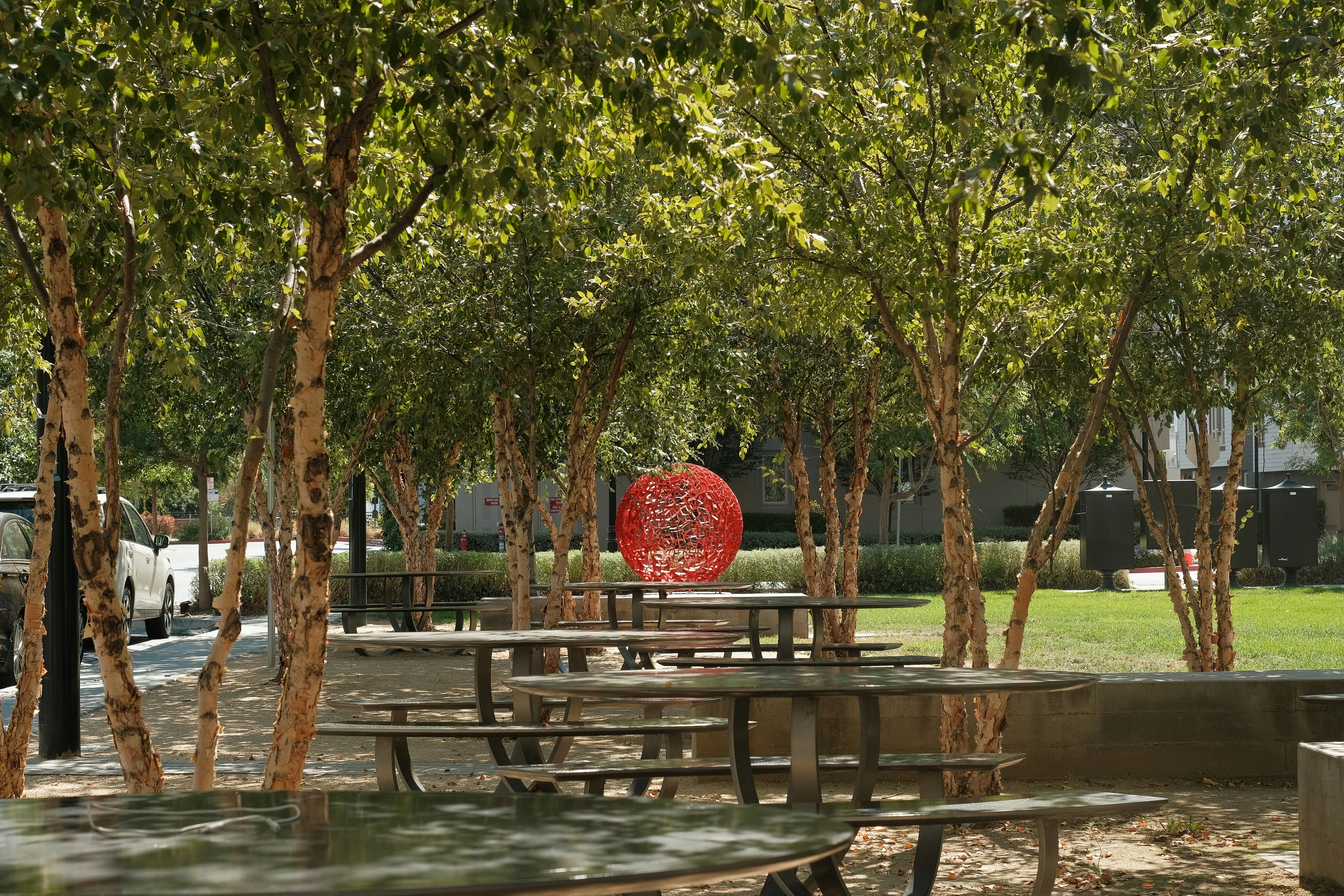 Metal picnic tables under birch trees