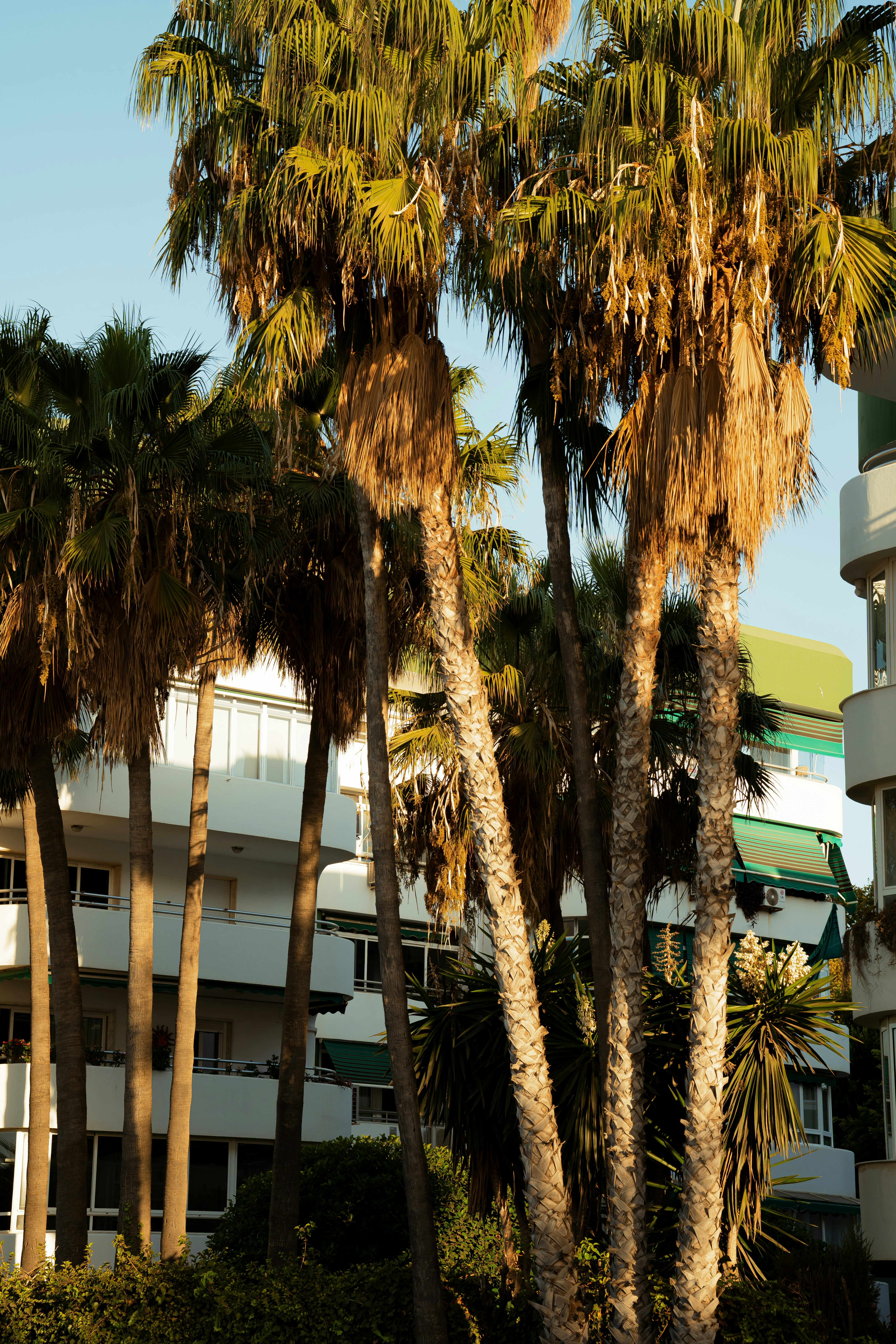 Tall palm trees in front of white apartment buildings during the golden hour