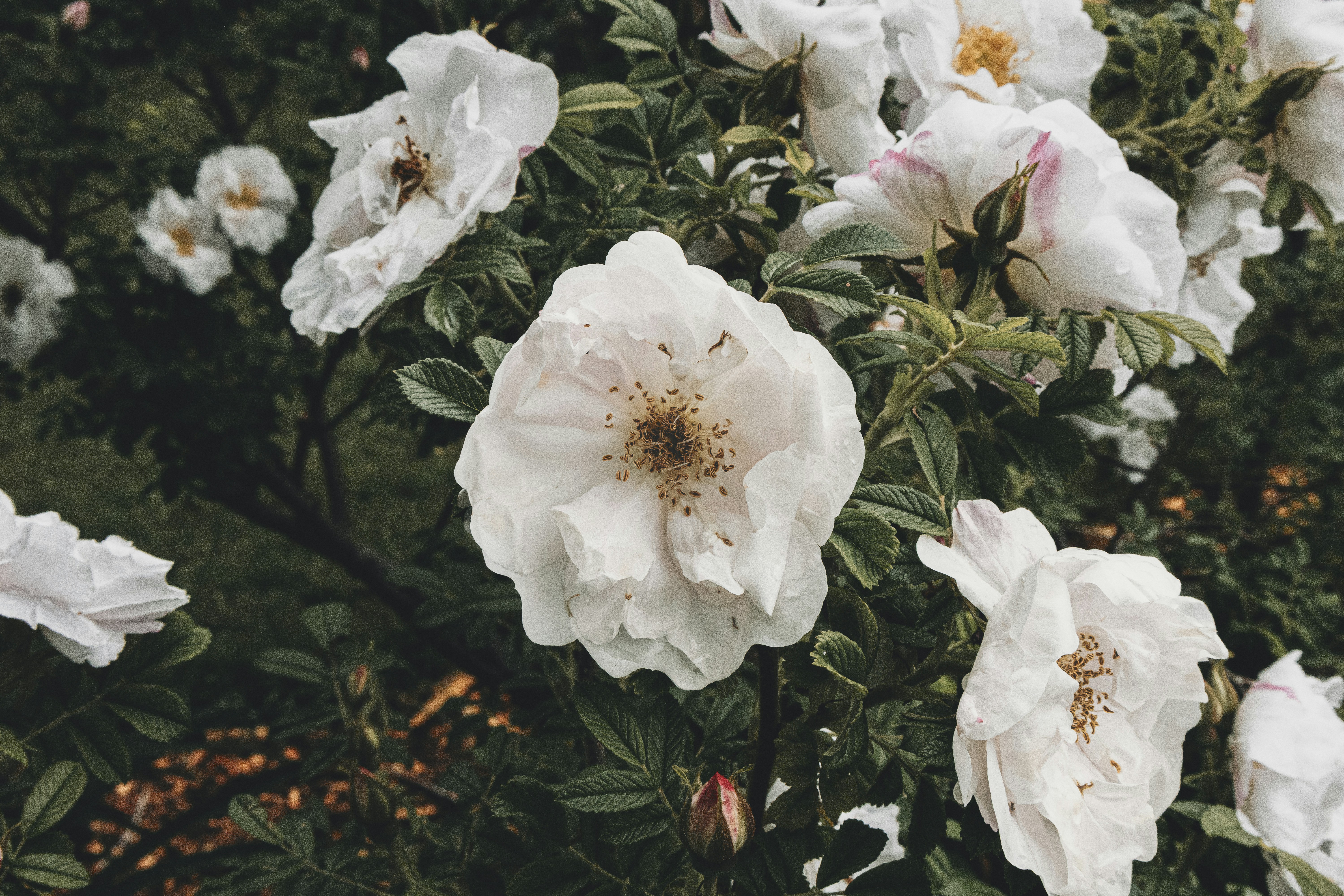 White wild roses with yellow centers blooming on a leafy green bush