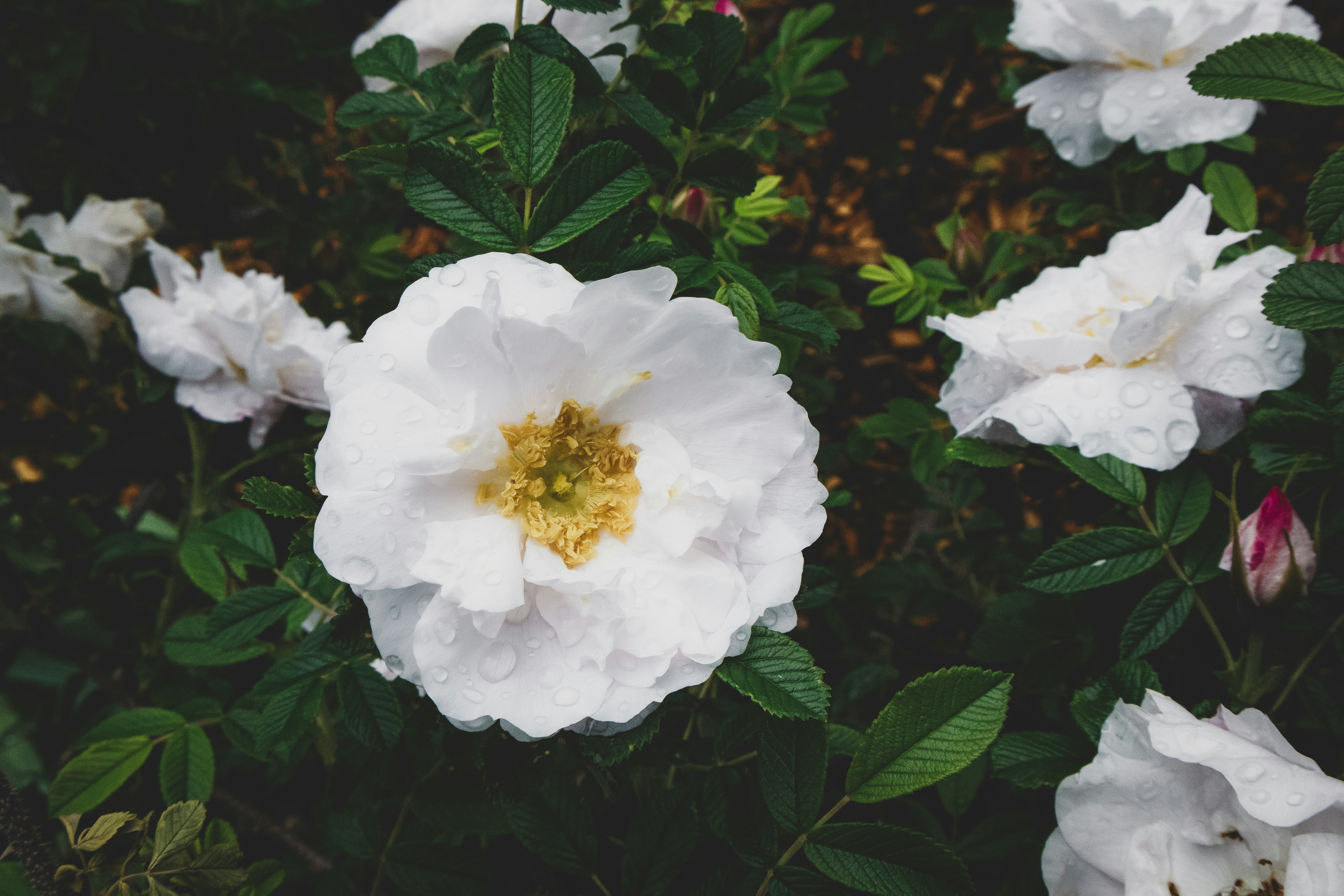 White rose flowers with yellow centers and water droplets among dark green leaves