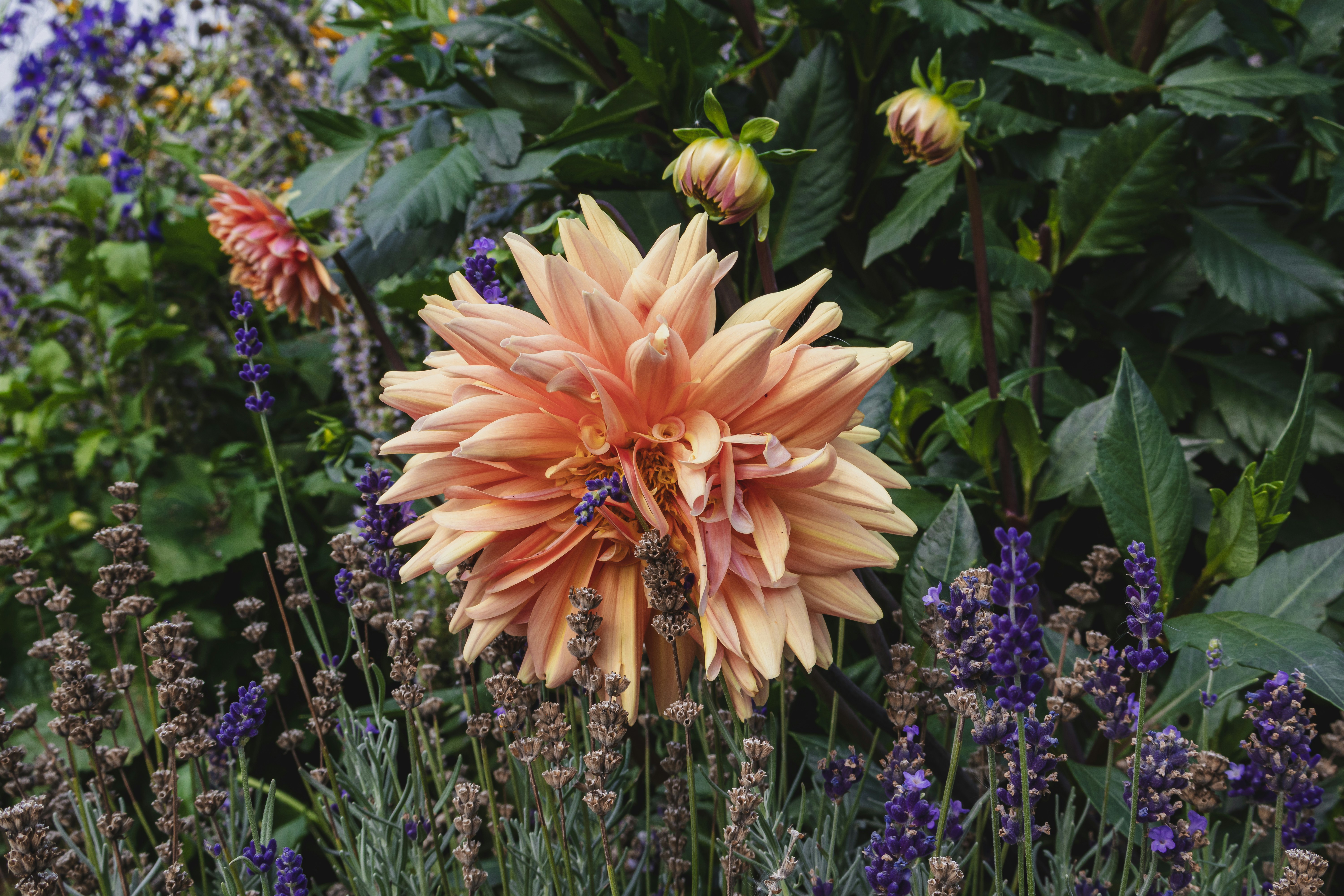A peach dahlia bloom surrounded by purple lavender stalks in a garden
