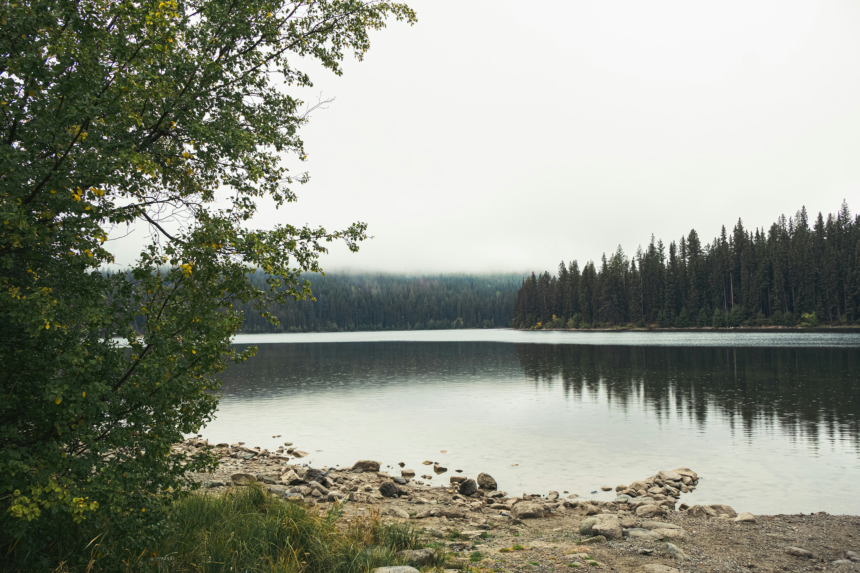 A calm lake with a rocky shore and dense pine forest under misty skies