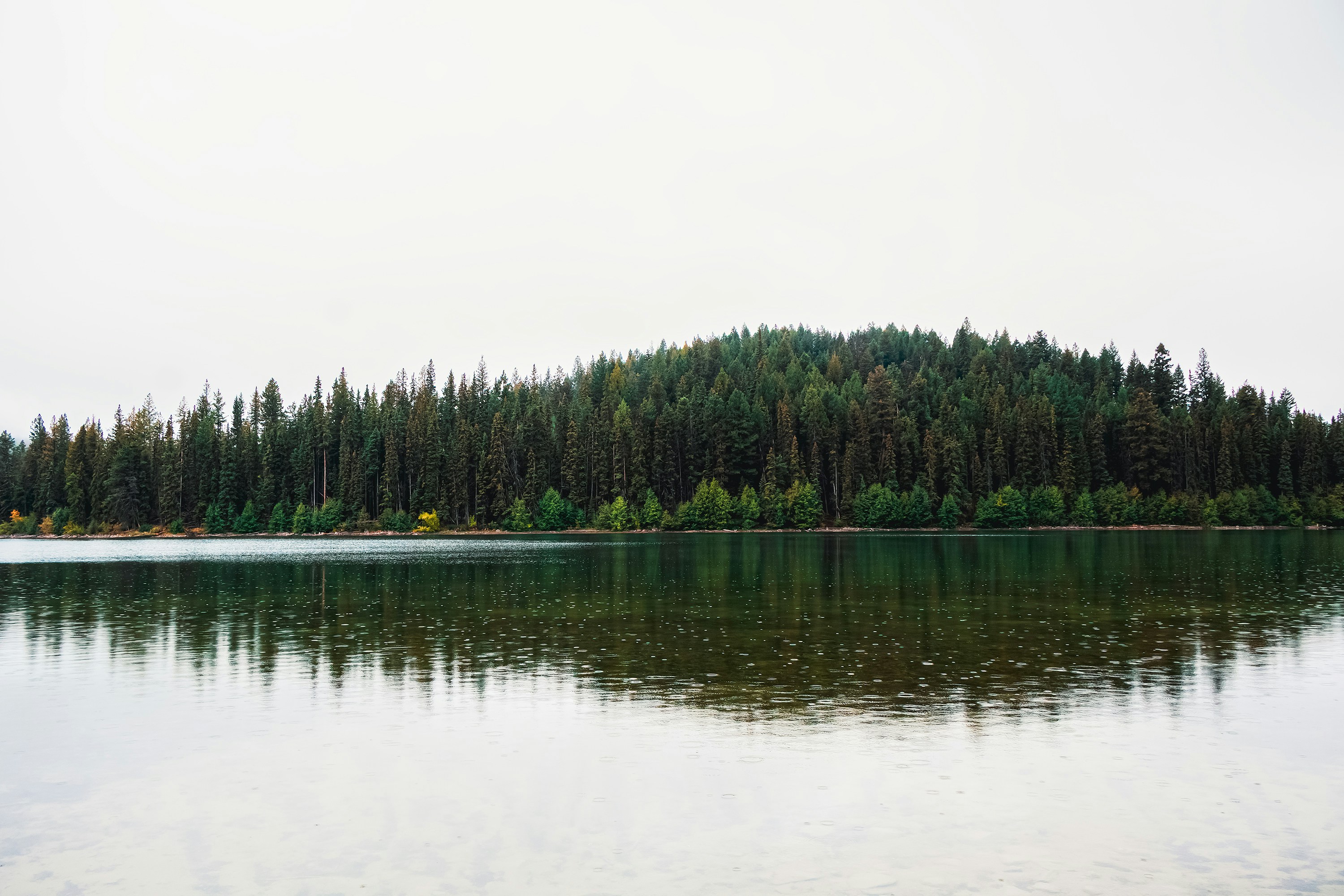 A dense coniferous forest bordering a calm lake under a grey overcast sky