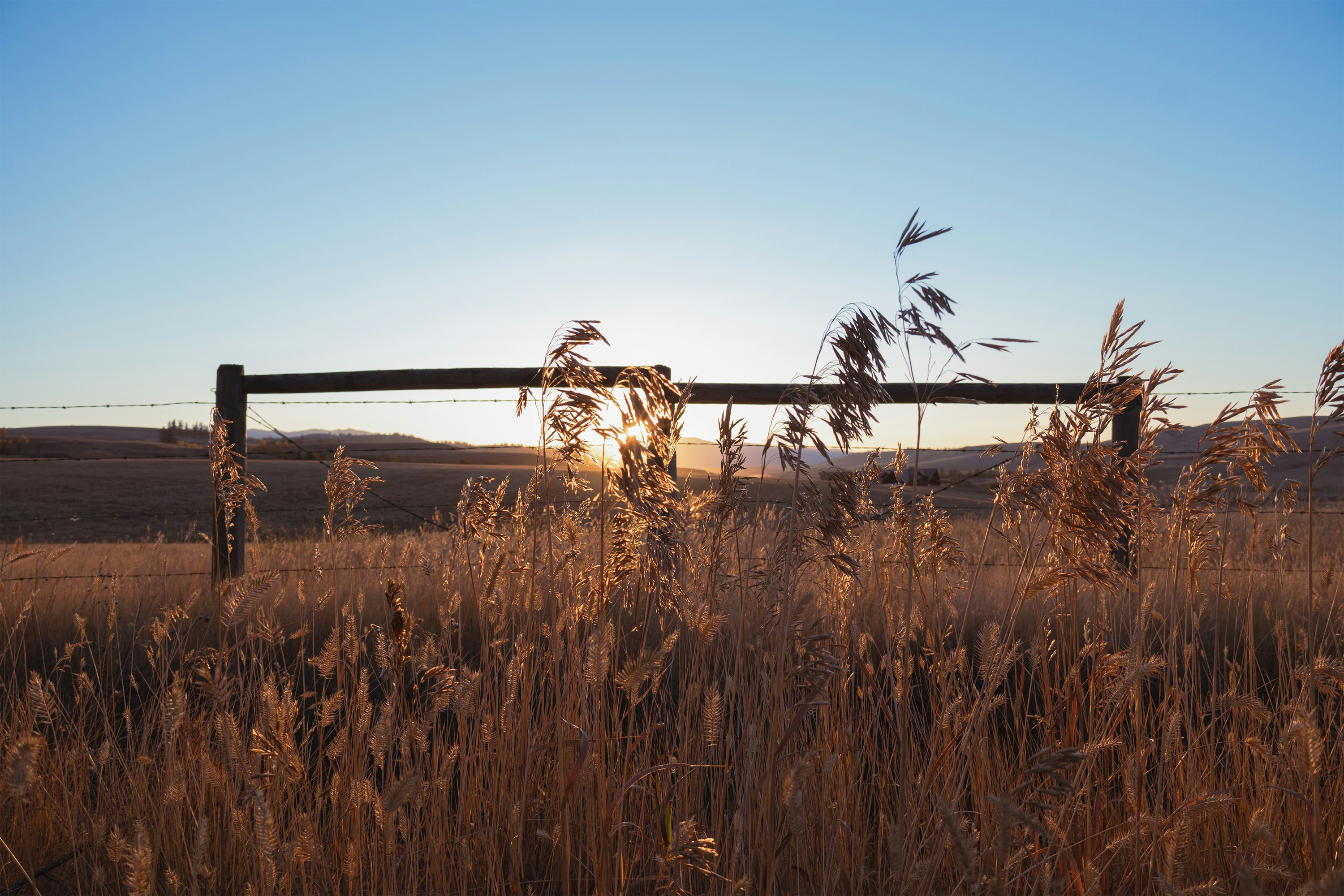 Tall dry grass in a field before a wooden fence at low sun