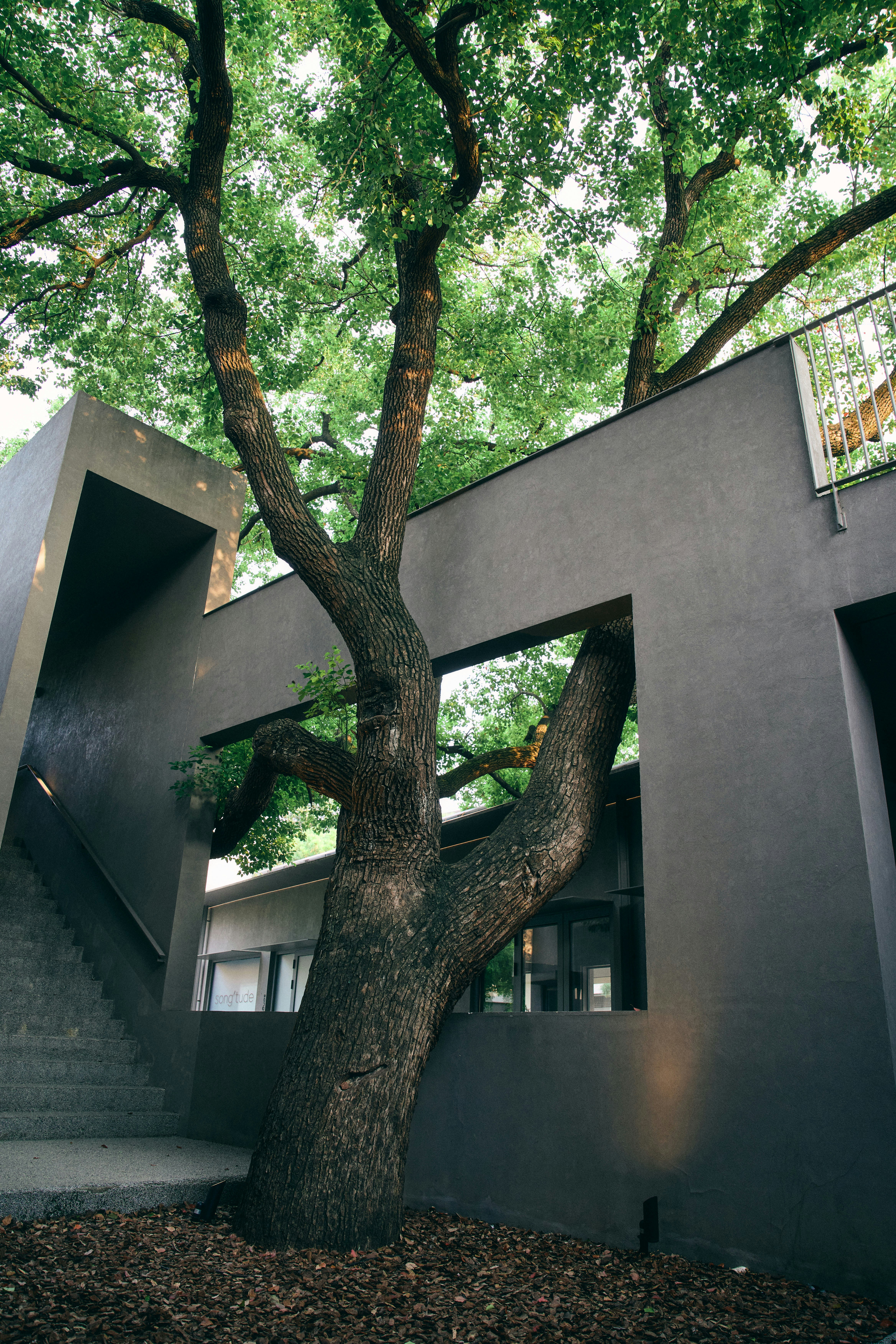 Un grande albero che cresce attraverso un ritaglio in un moderno edificio grigio in cemento