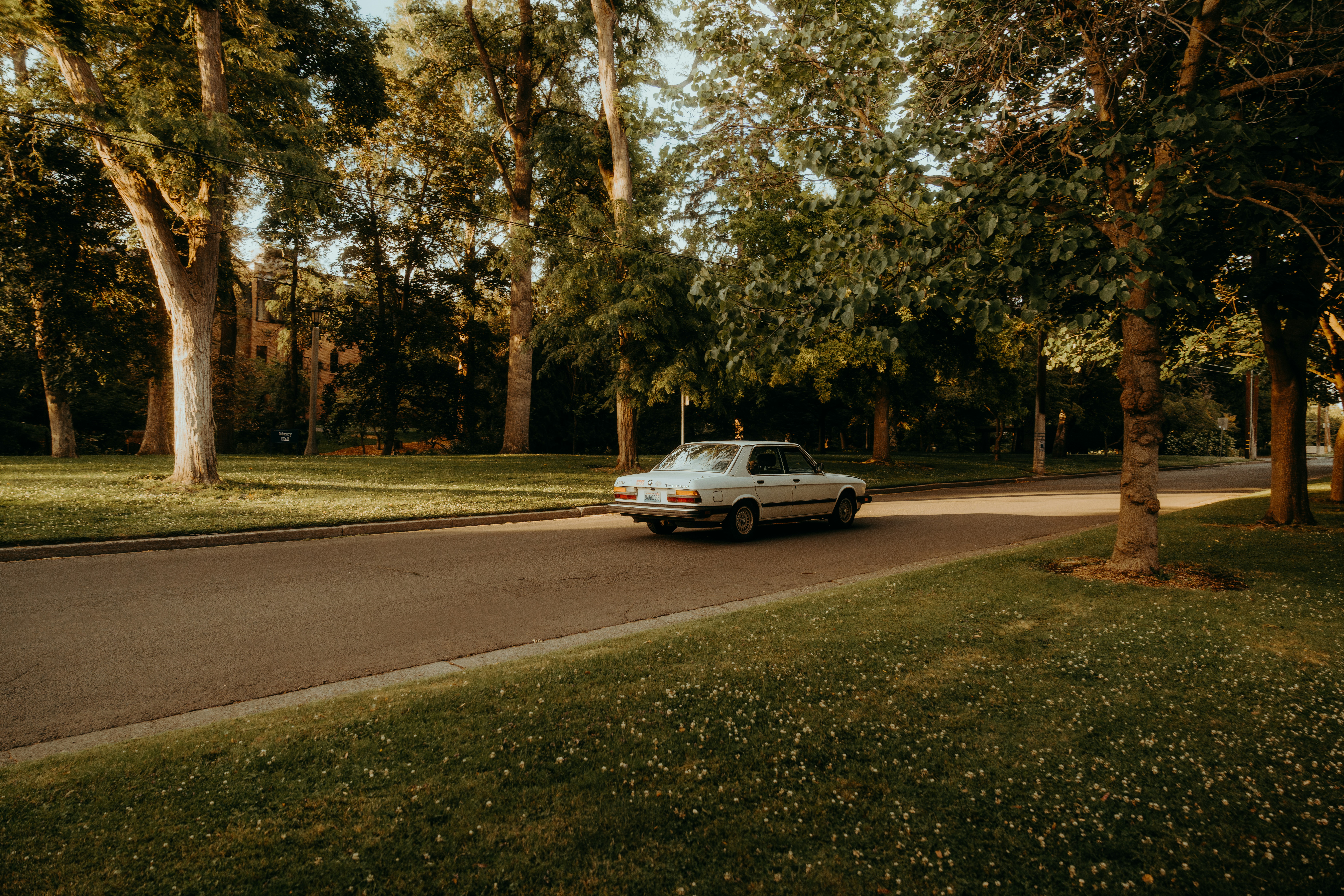 A white sedan driving along a road lined with tall trees in golden light