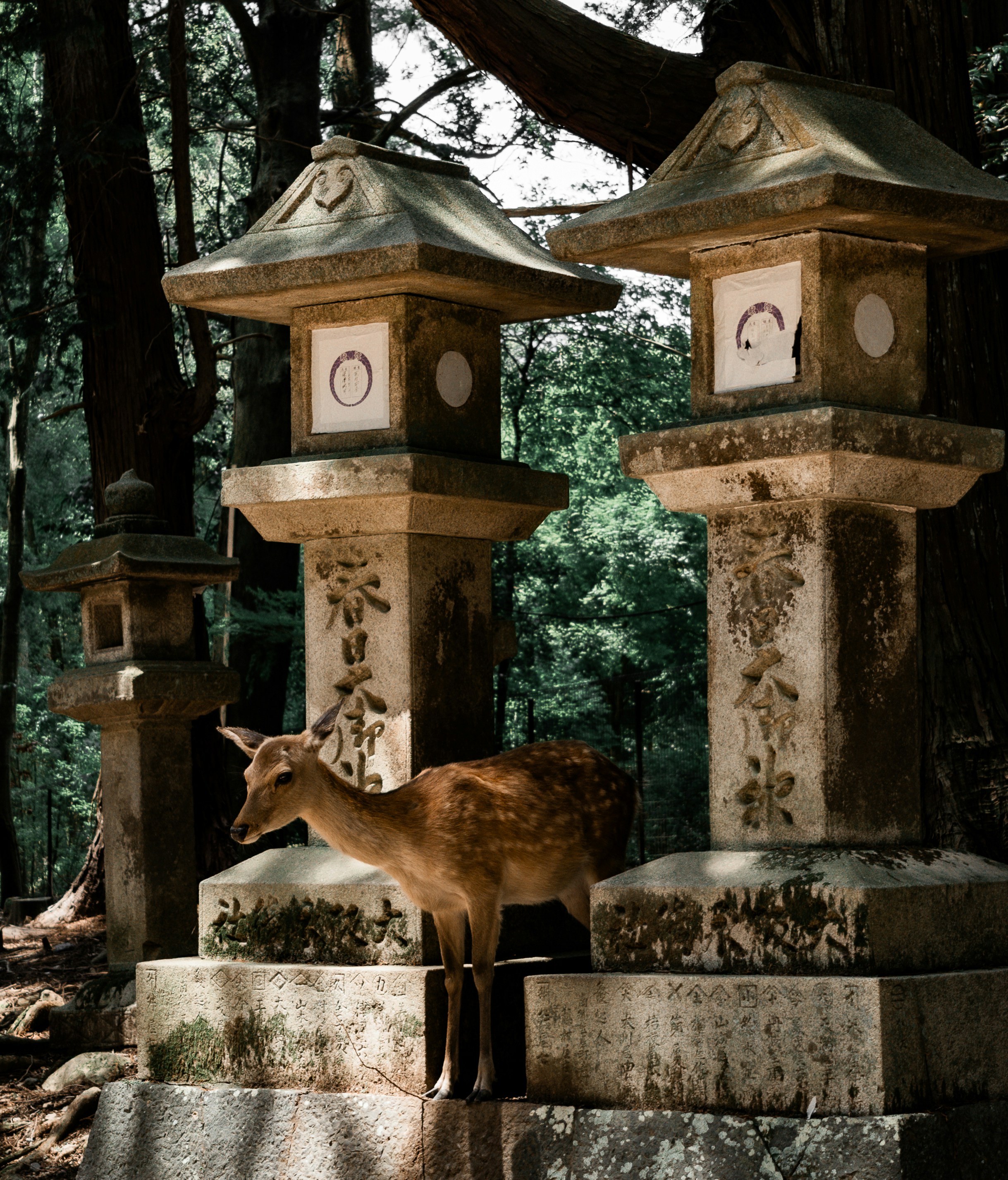 A spotted deer standing between weathered stone lanterns in a forest