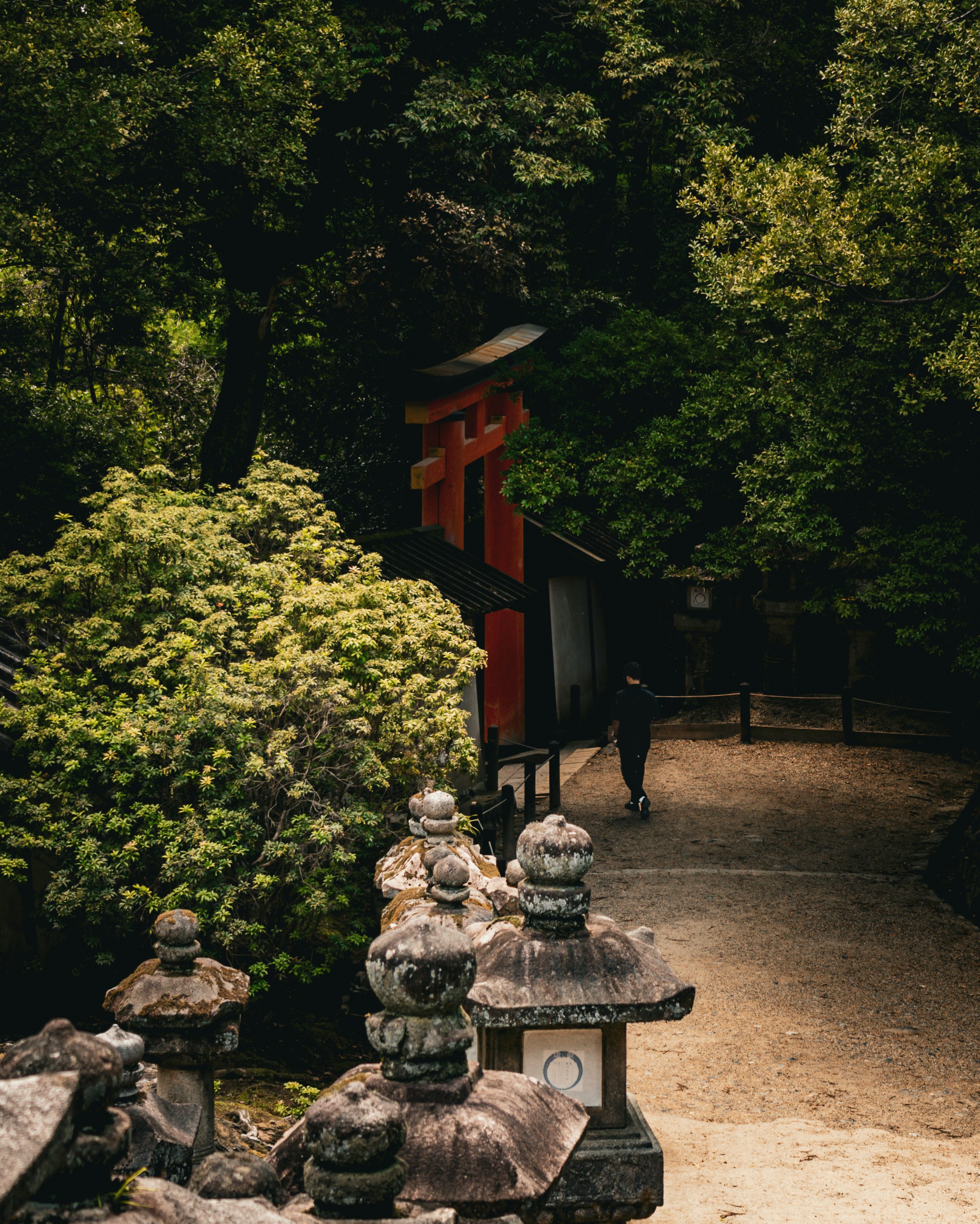 A person walking past a red torii gate in a lush forest