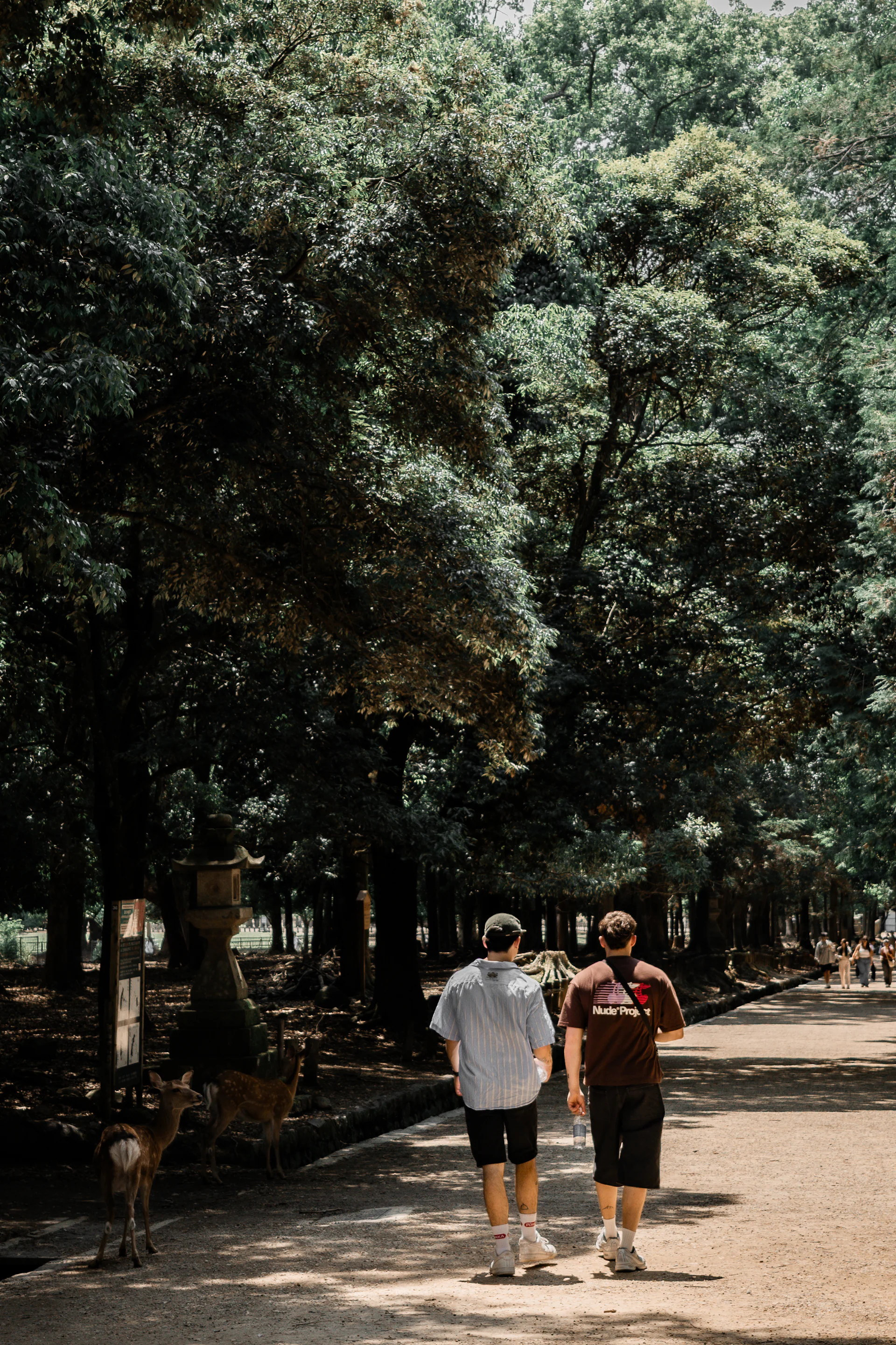 Two people seen from behind walking a shaded forest path in Nara