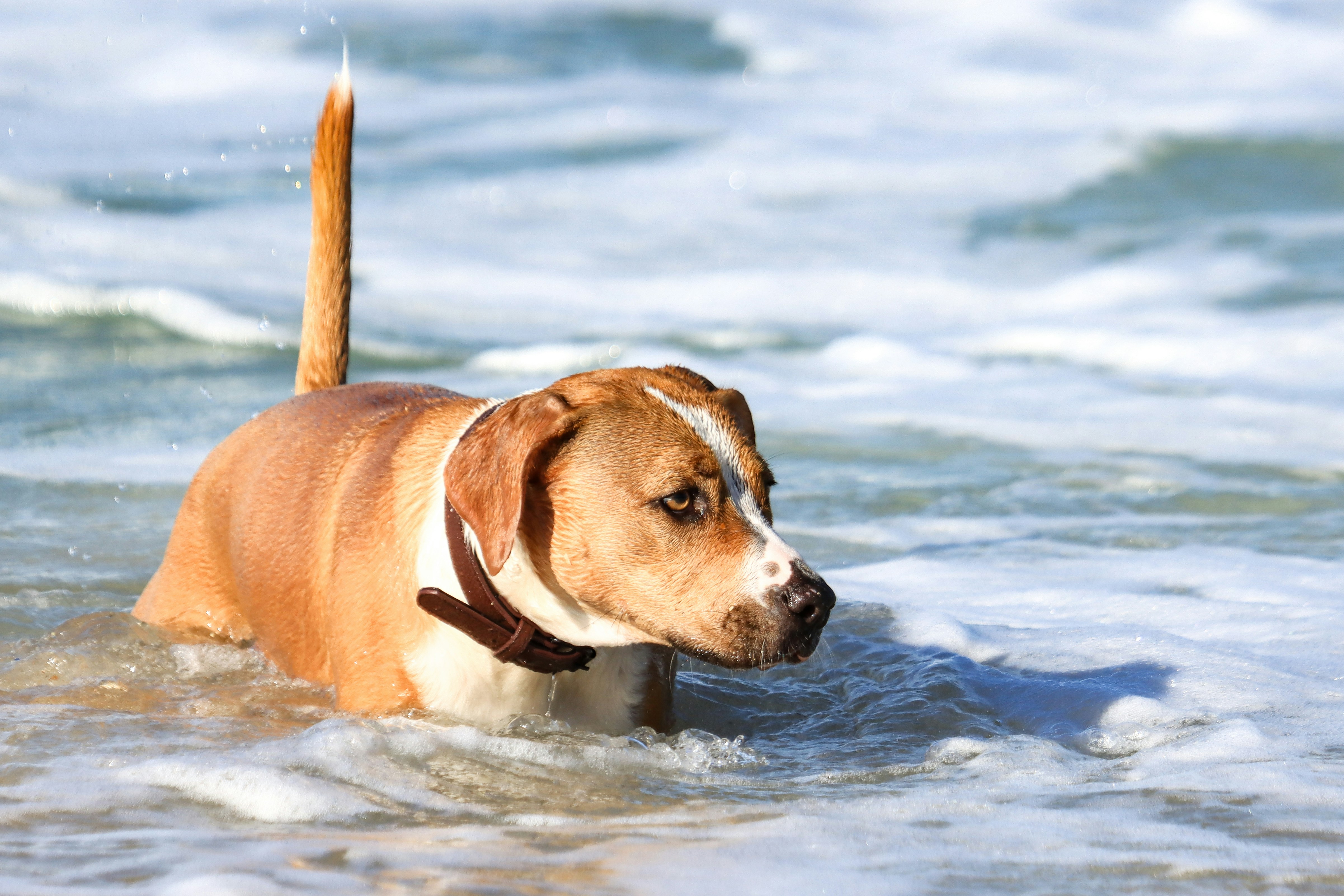 Beauté Canine Toilettage (Le Puy-en-Velay) — Le Puy-en-Velay