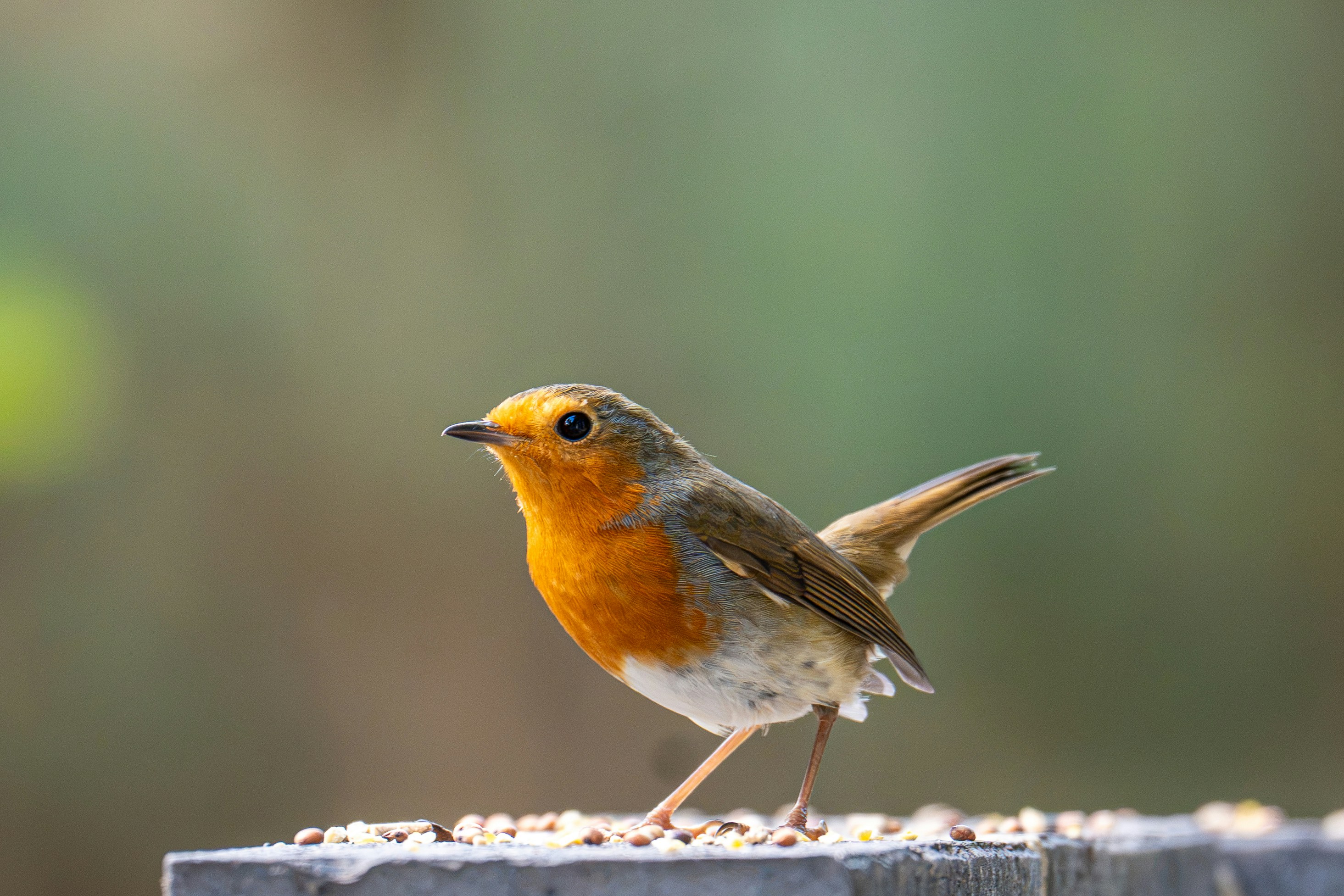 A European robin with an orange breast on a wooden surface with seeds