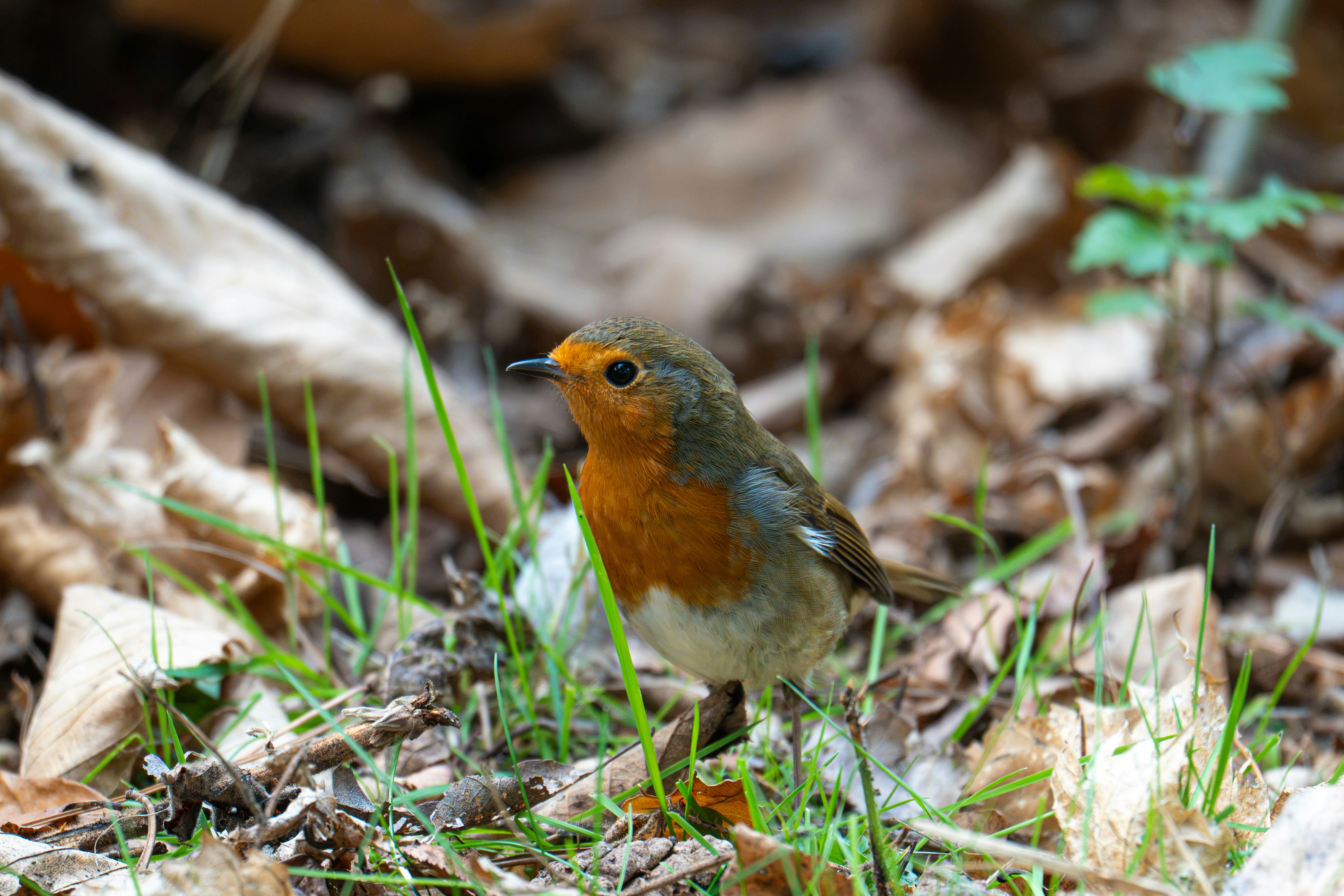 A European robin with an orange breast on a forest floor of dry leaves