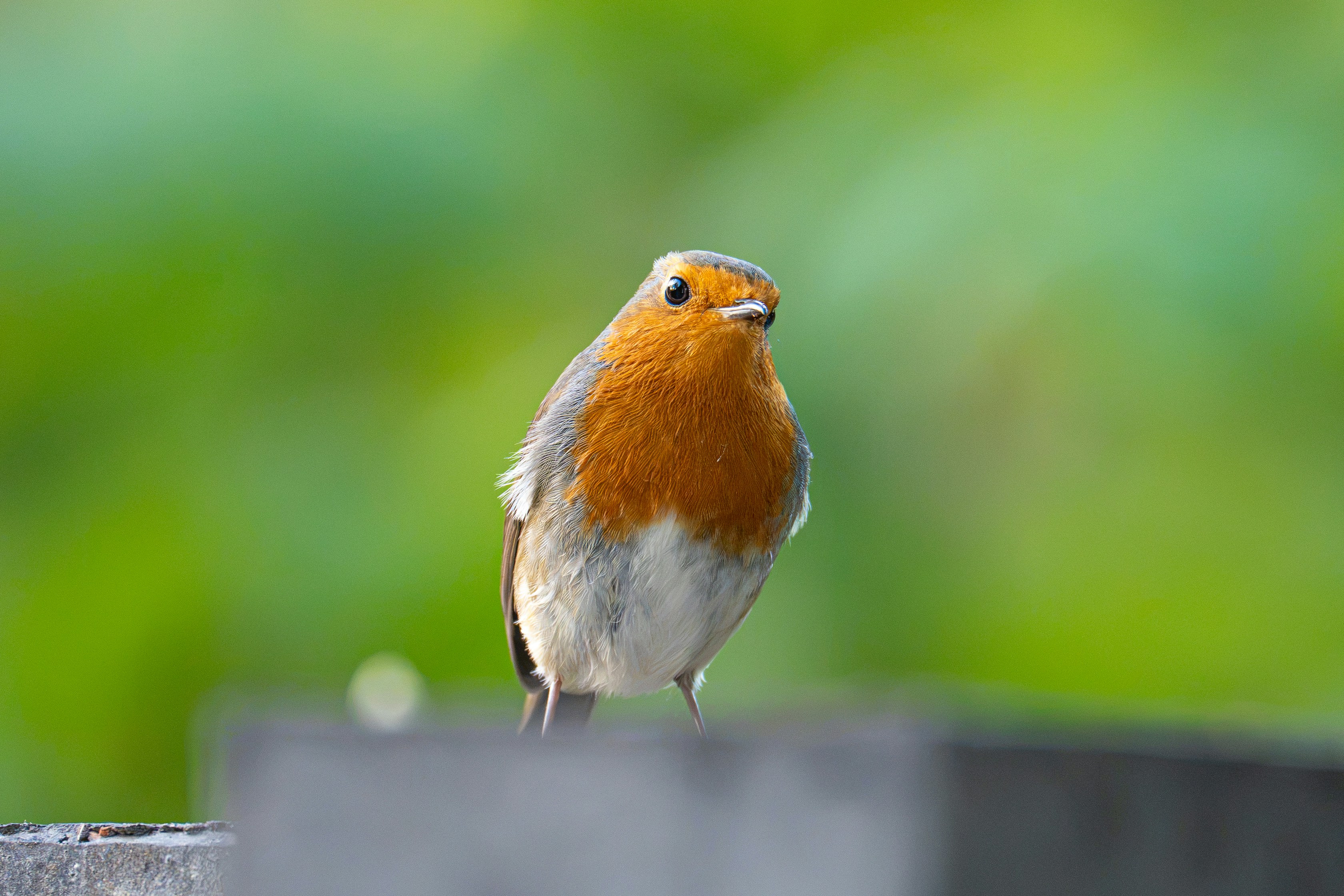 A European robin with a bright orange breast against a soft green background