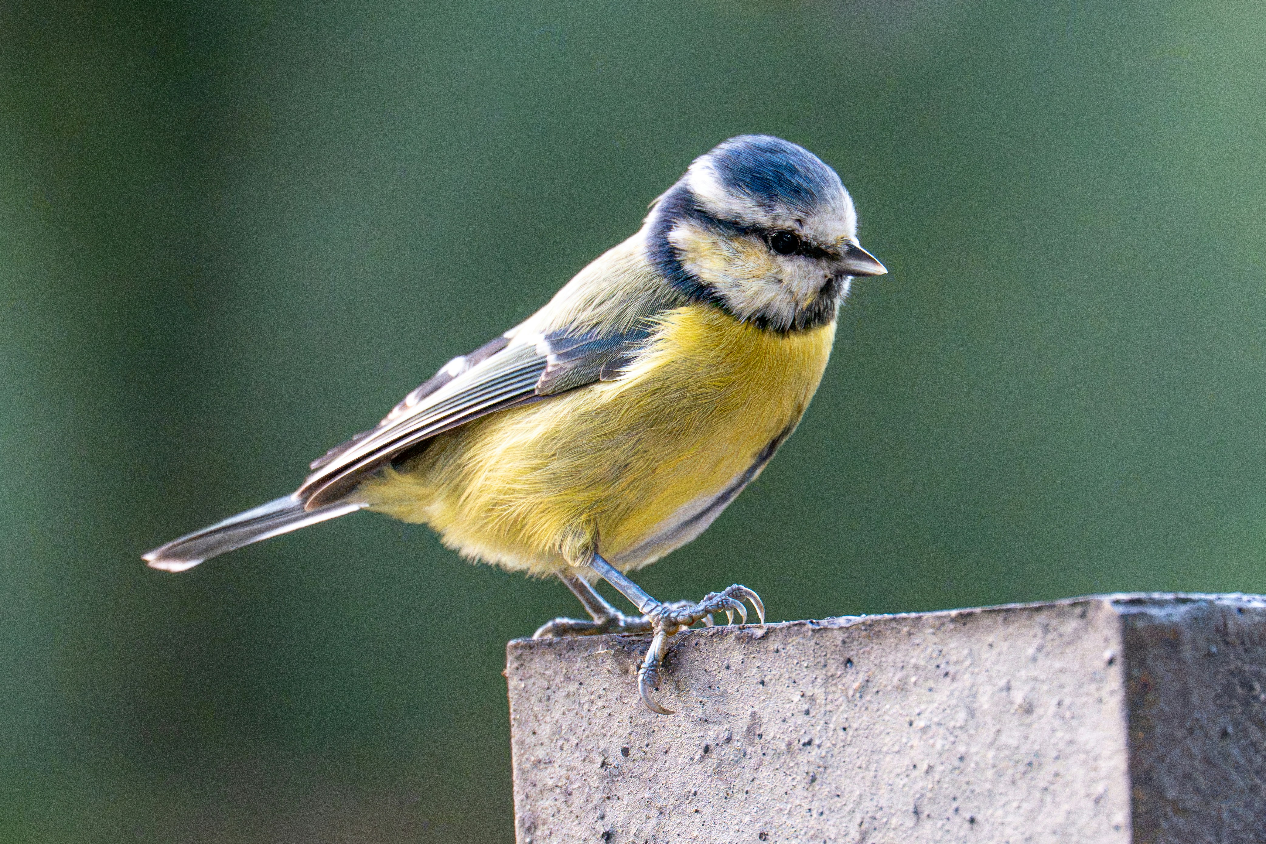 A blue tit with yellow and blue feathers perched on a stone post