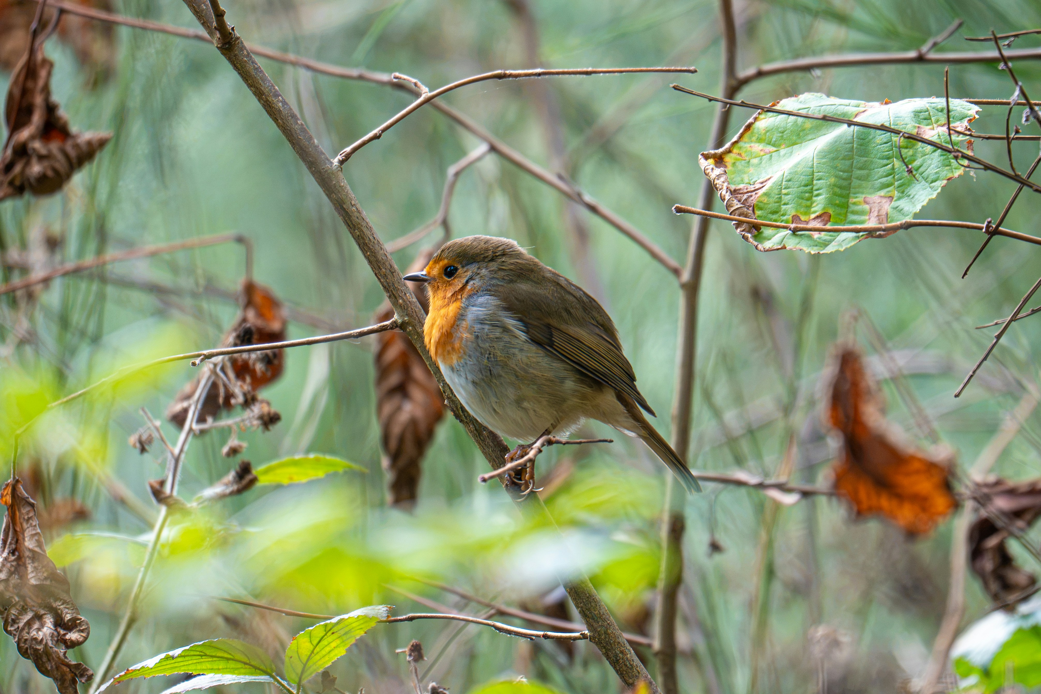 A European robin perched on a thin branch among autumn leaves