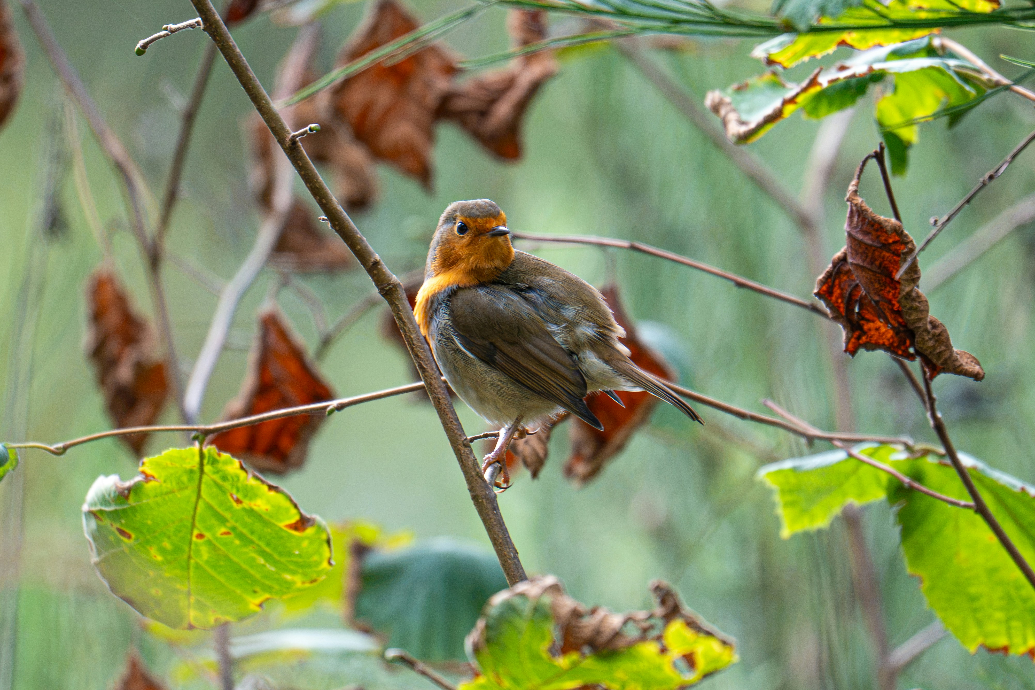 A European robin perched on a thin branch among autumn leaves