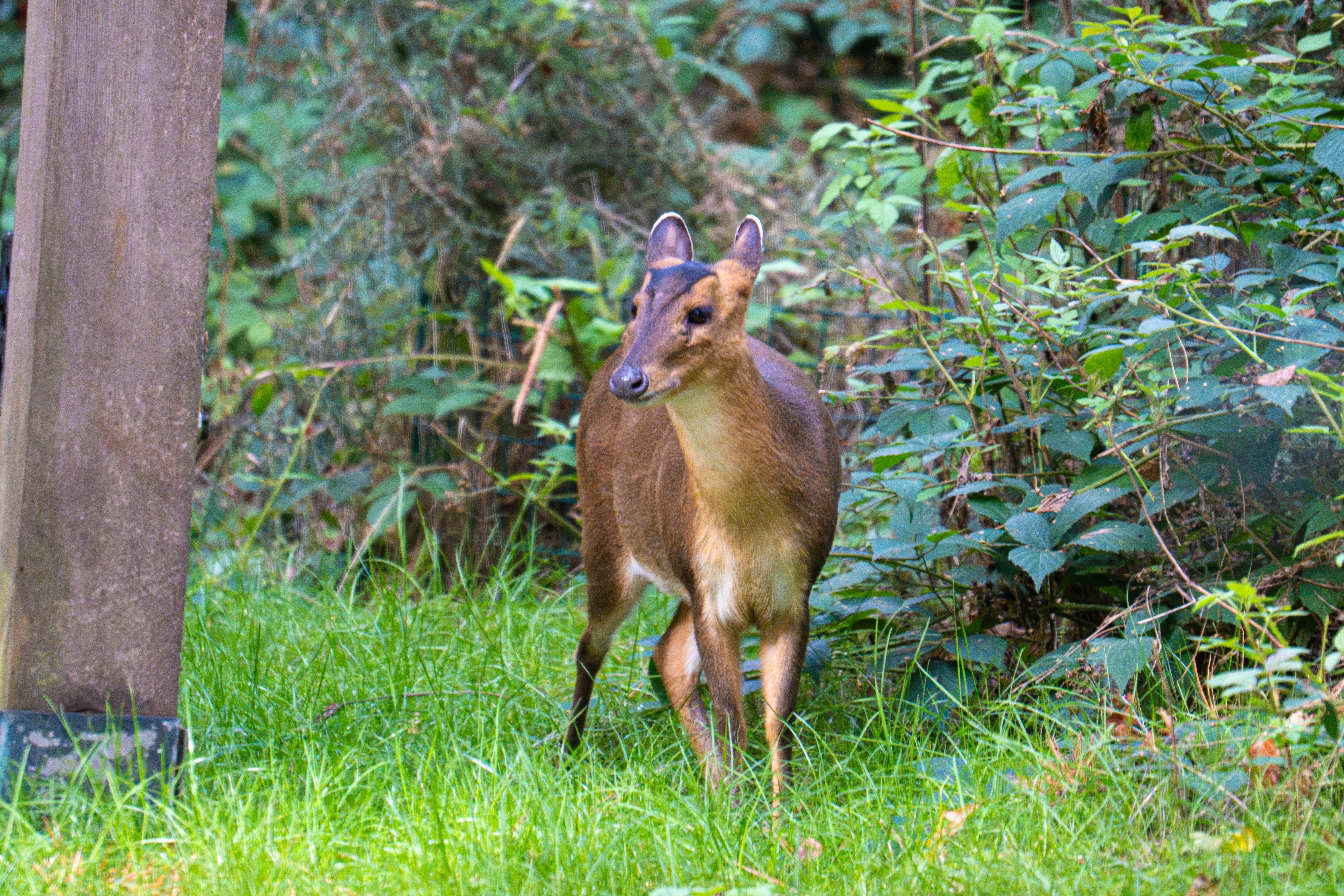 A muntjac deer standing in green grass beside a wooden post and bushes