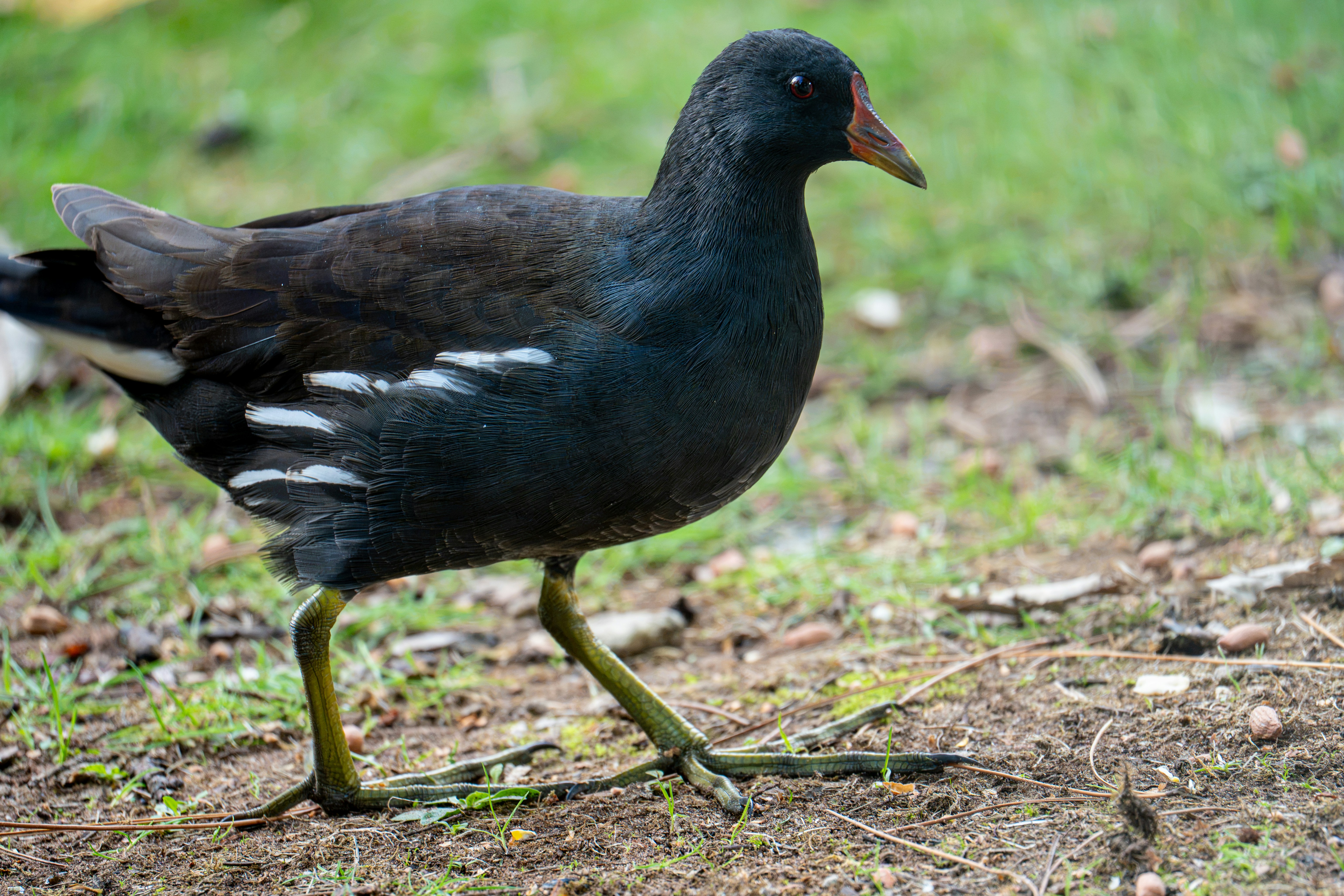A dusky moorhen with dark plumage and a red beak walking on grass