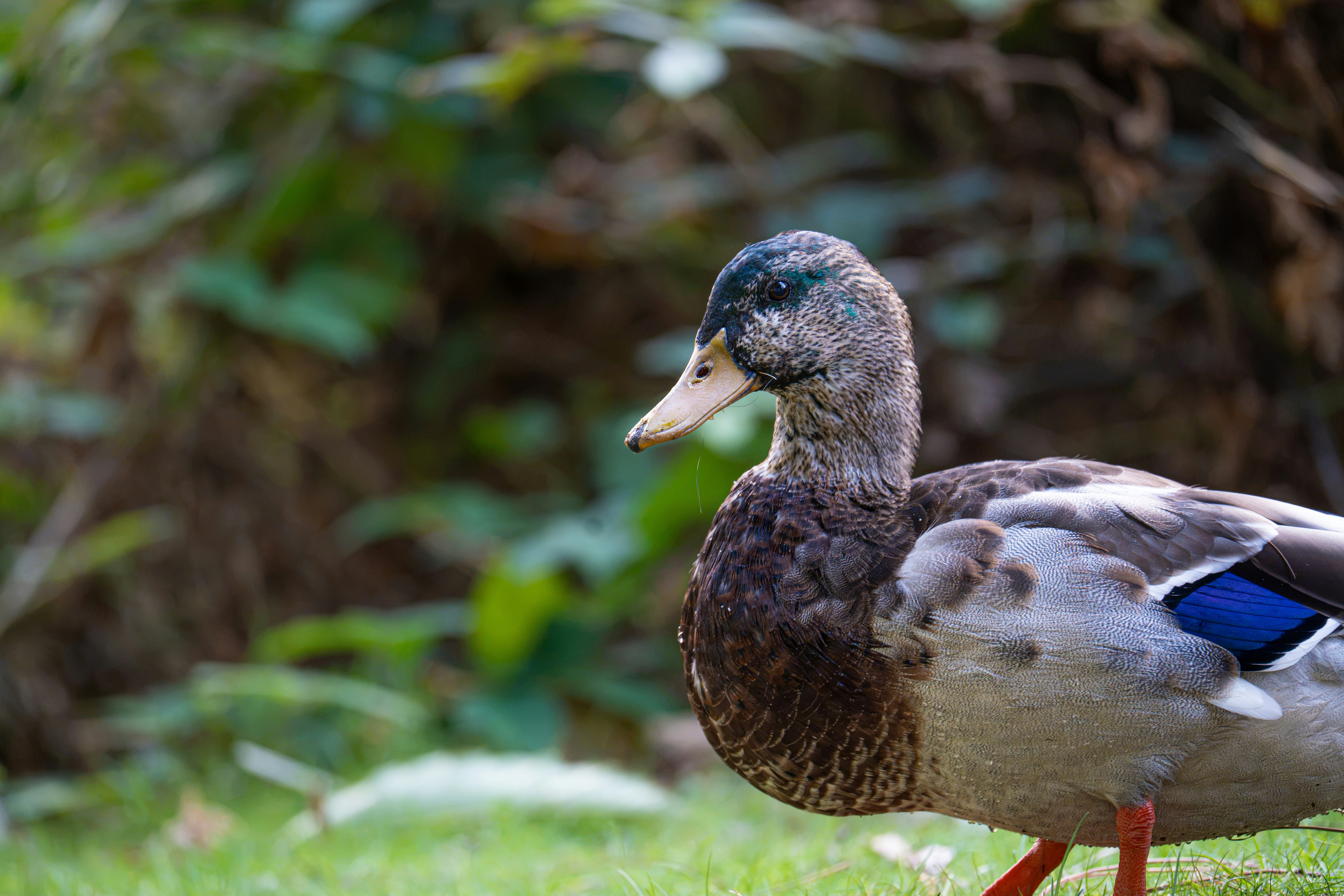 A mallard duck with brown and grey feathers on a green grassy lawn