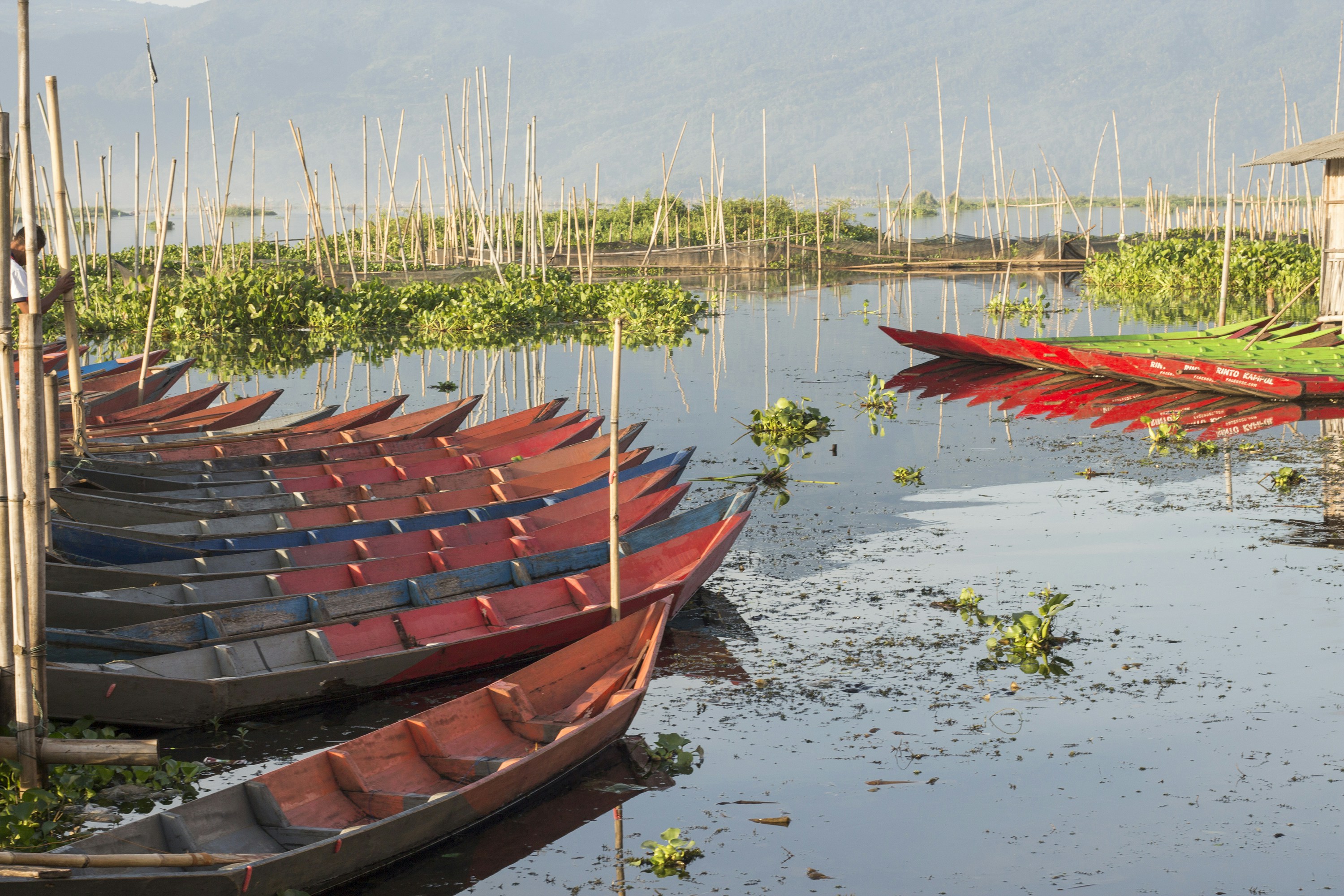 Many narrow wooden boats moored in calm water with bamboo poles and vegetation