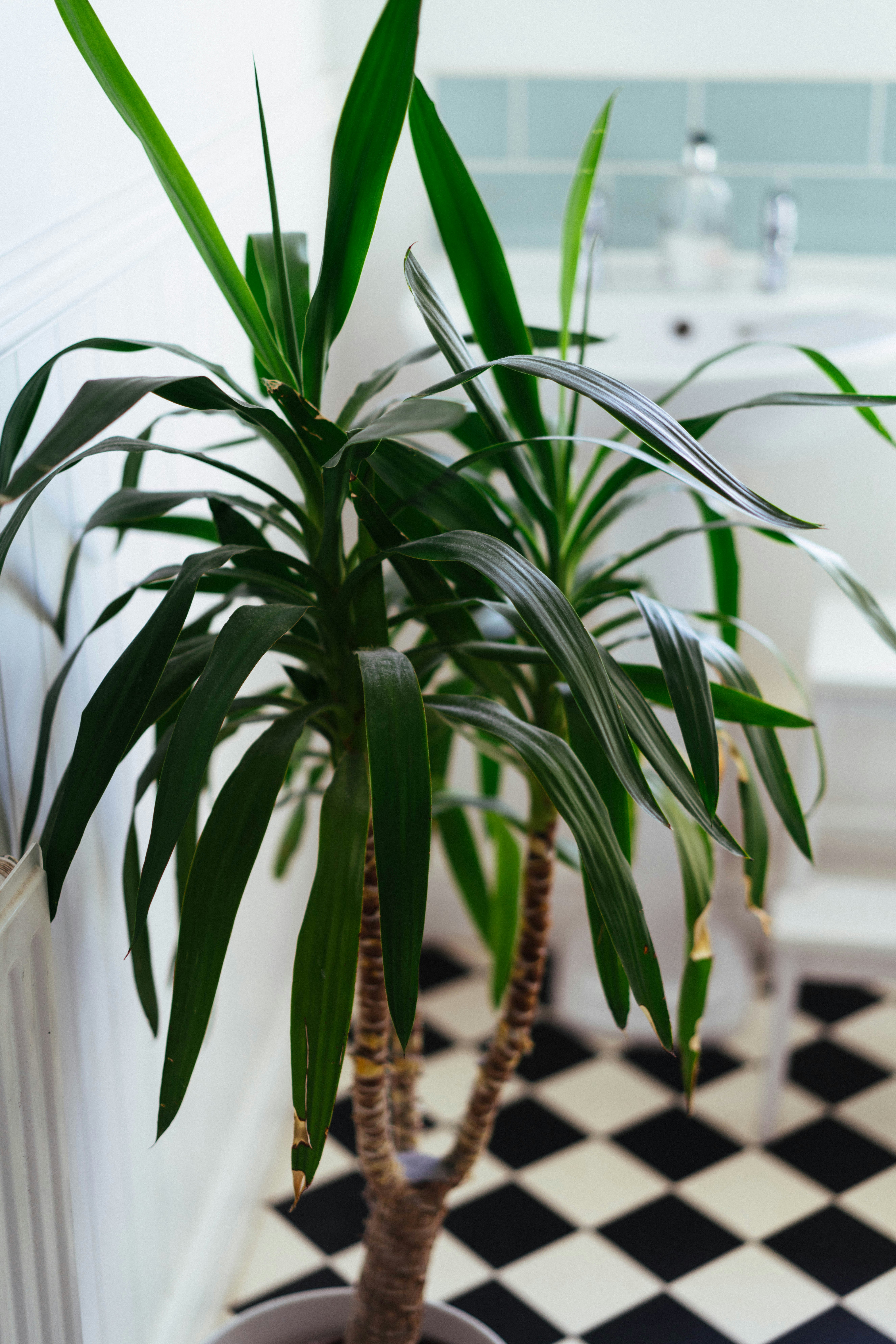 A tall yucca plant with long green leaves in a bathroom with checkered floors