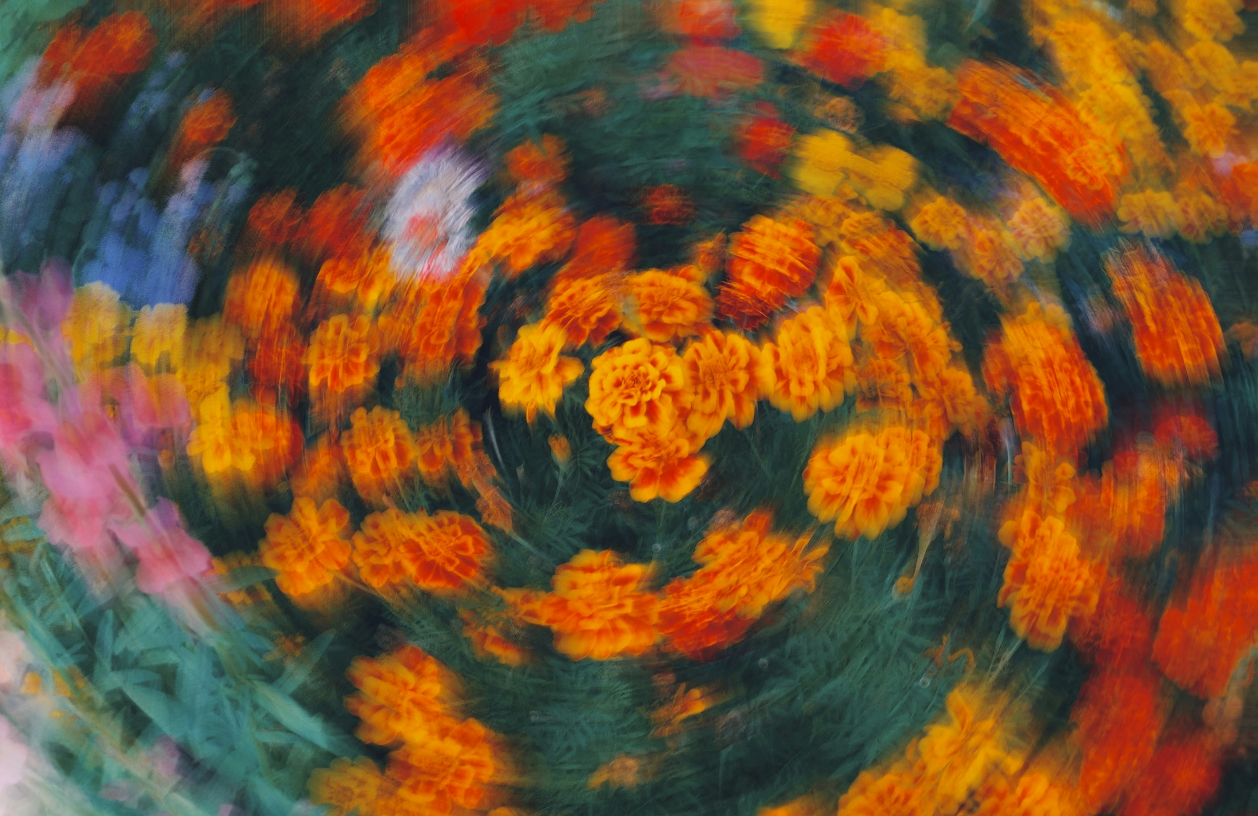Orange and yellow marigolds in a swirling motion blur against a dark green background