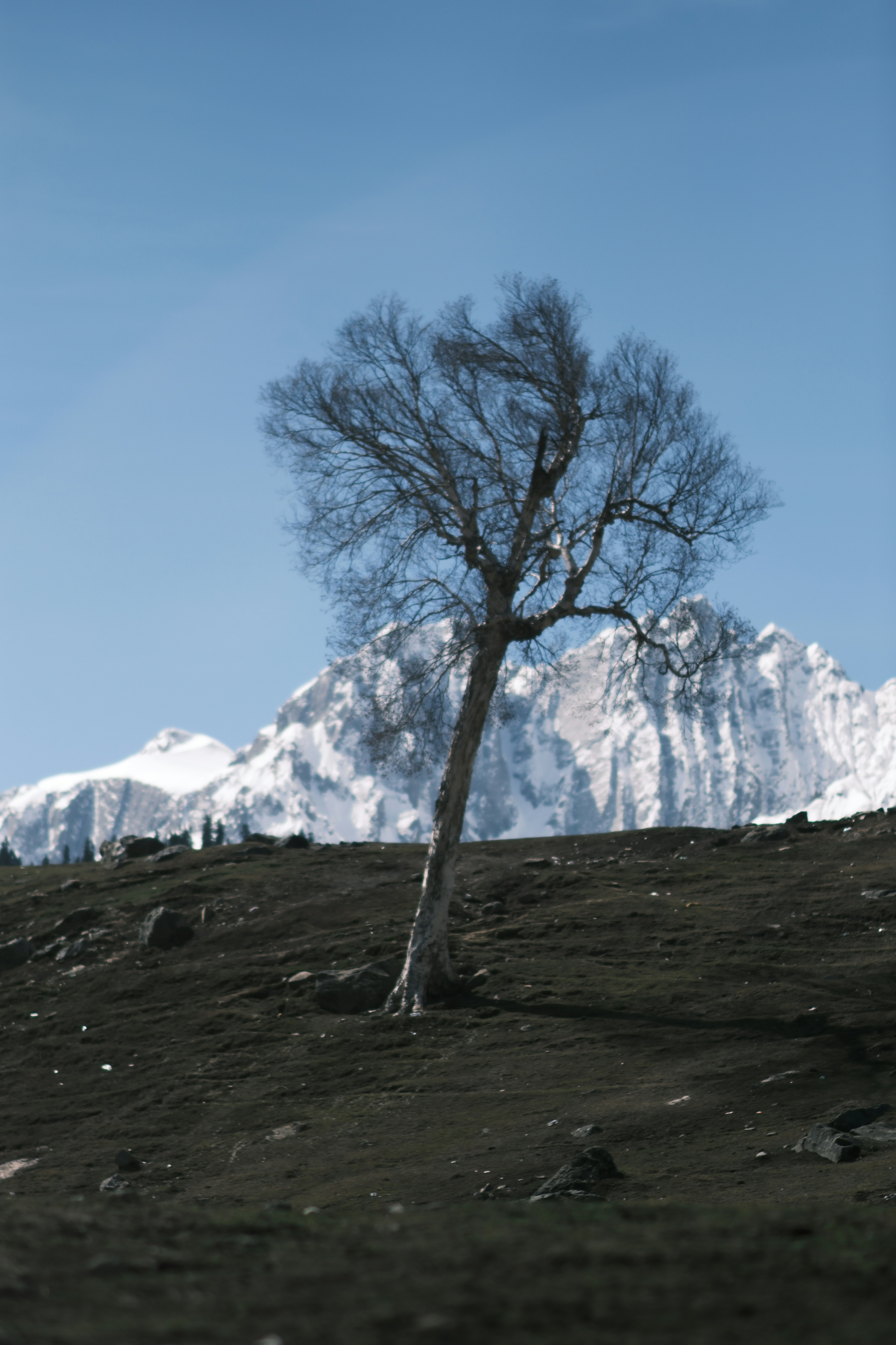 A lone bare tree on a dark hillside before snow-capped mountain peaks