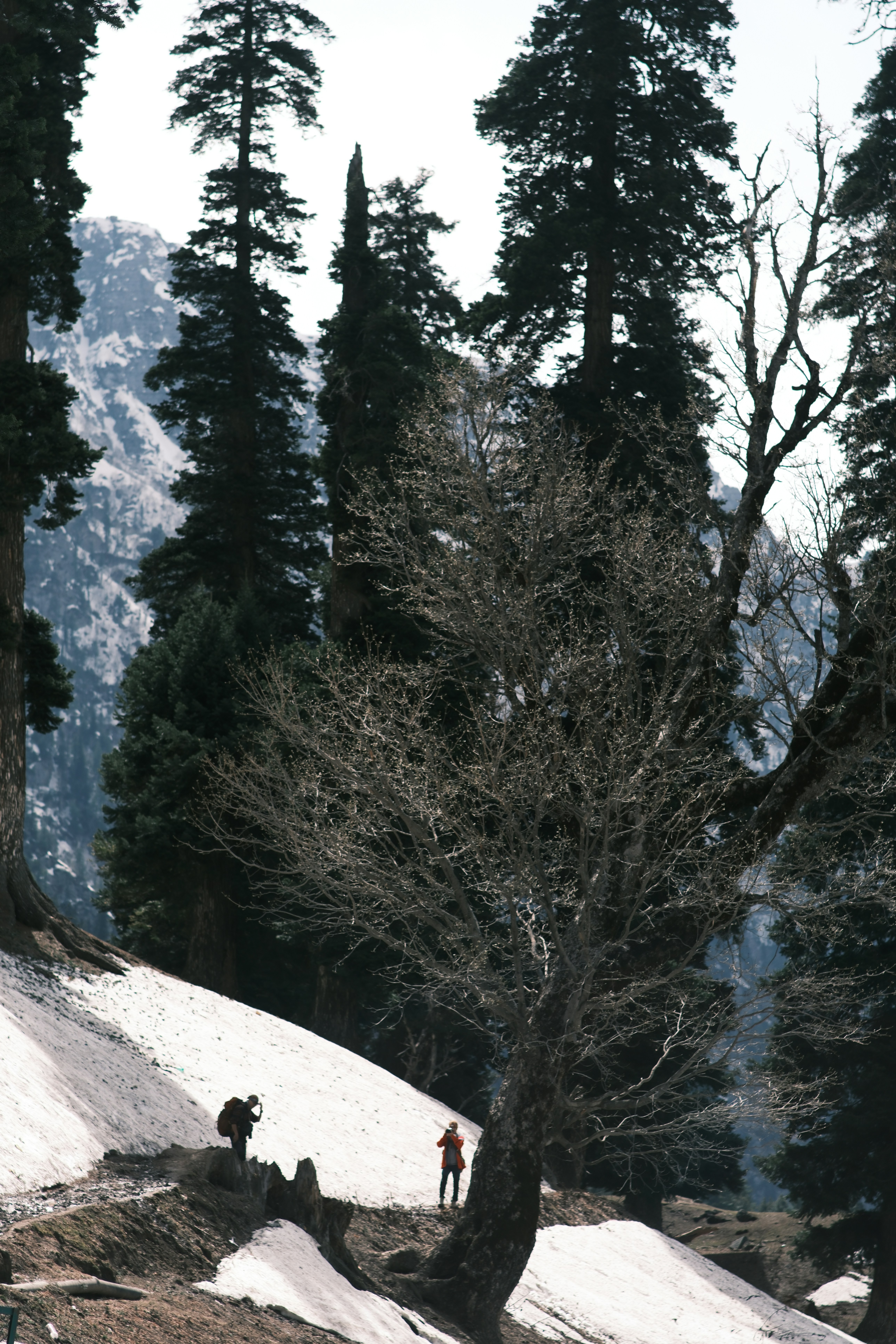 Two people hiking on a snowy mountain path among tall pine trees