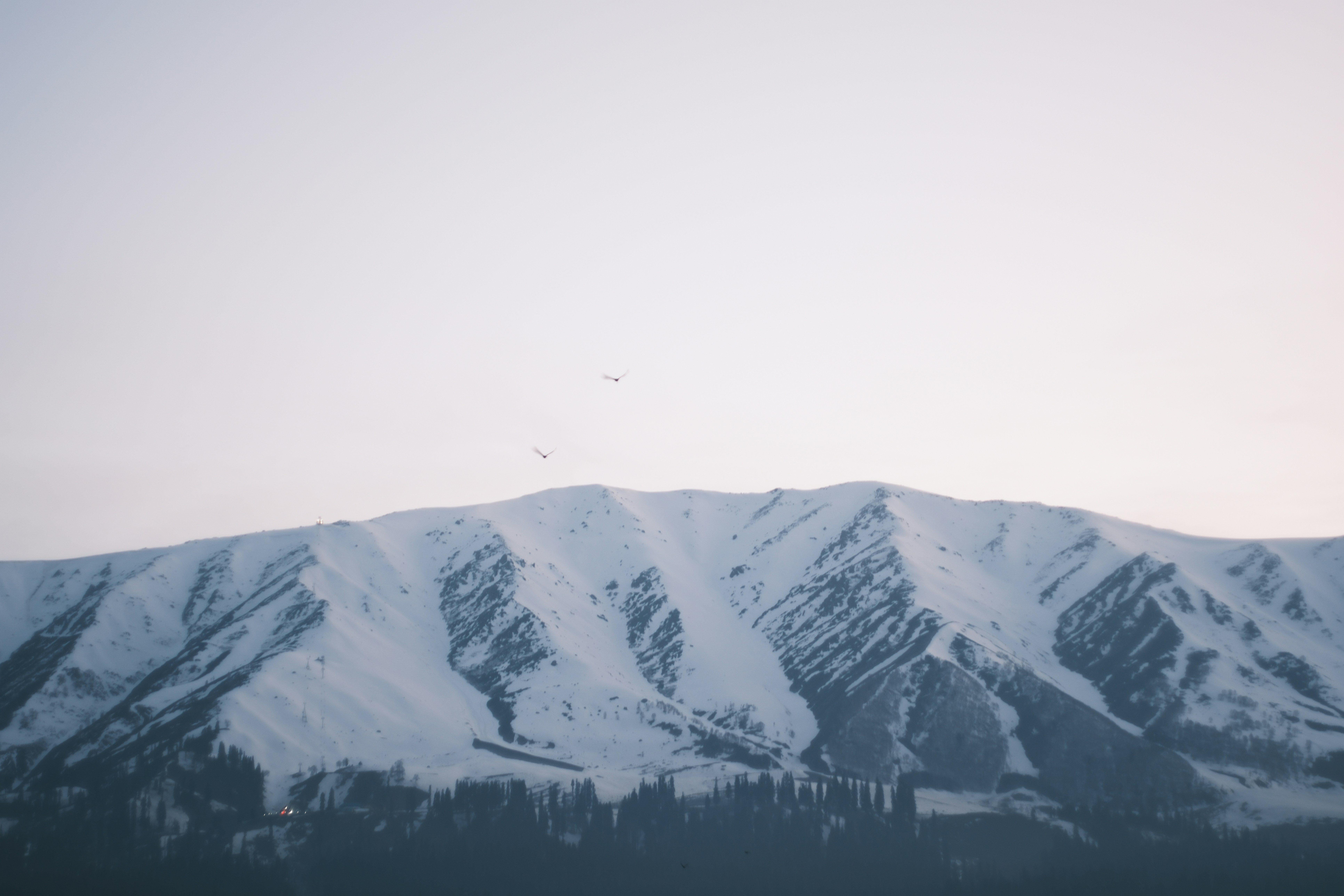 Two birds flying above a snow covered mountain range under a pale sky