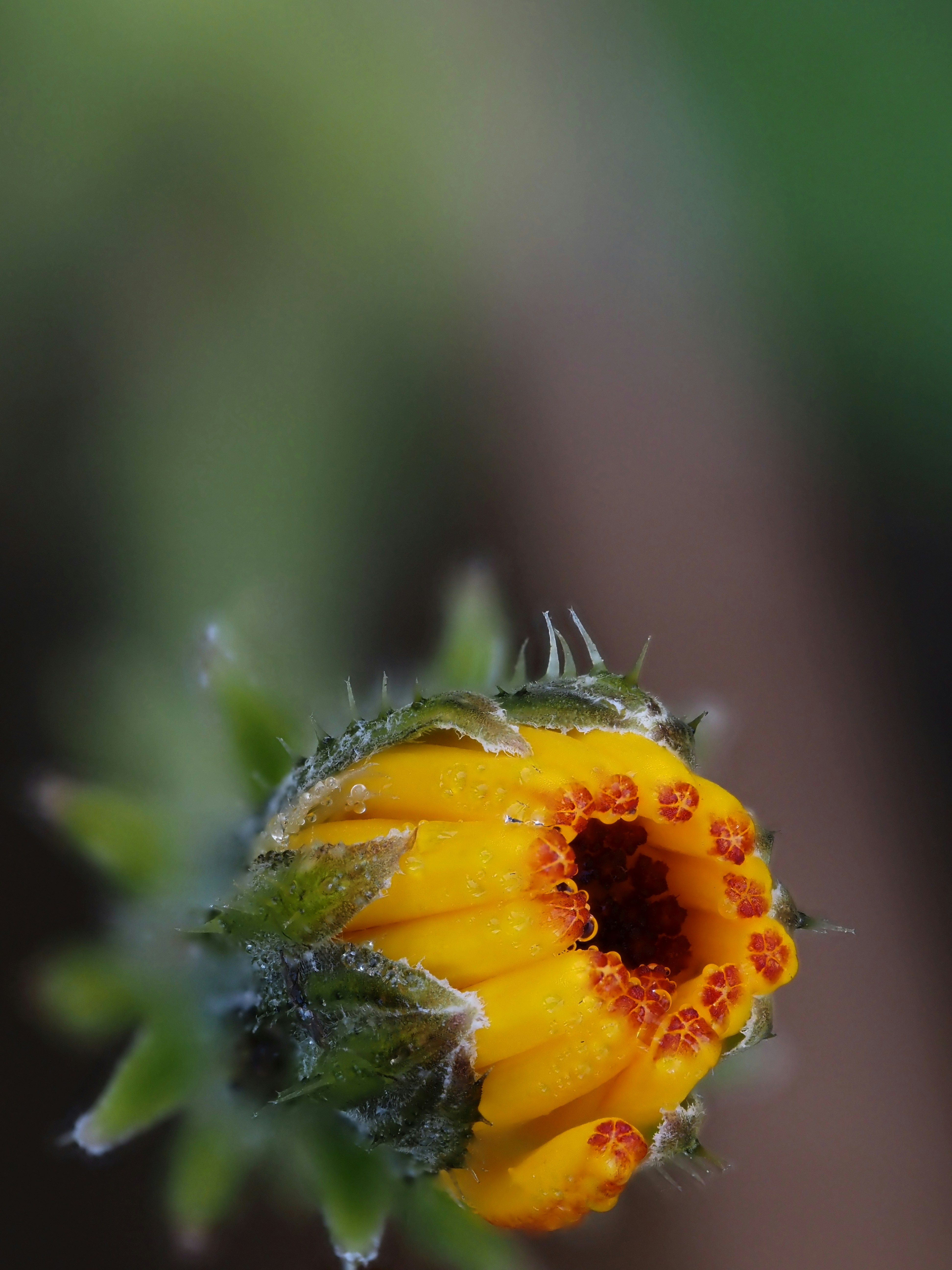 Vue macro d’un bouton de fleur jaune avec des gouttelettes d’eau