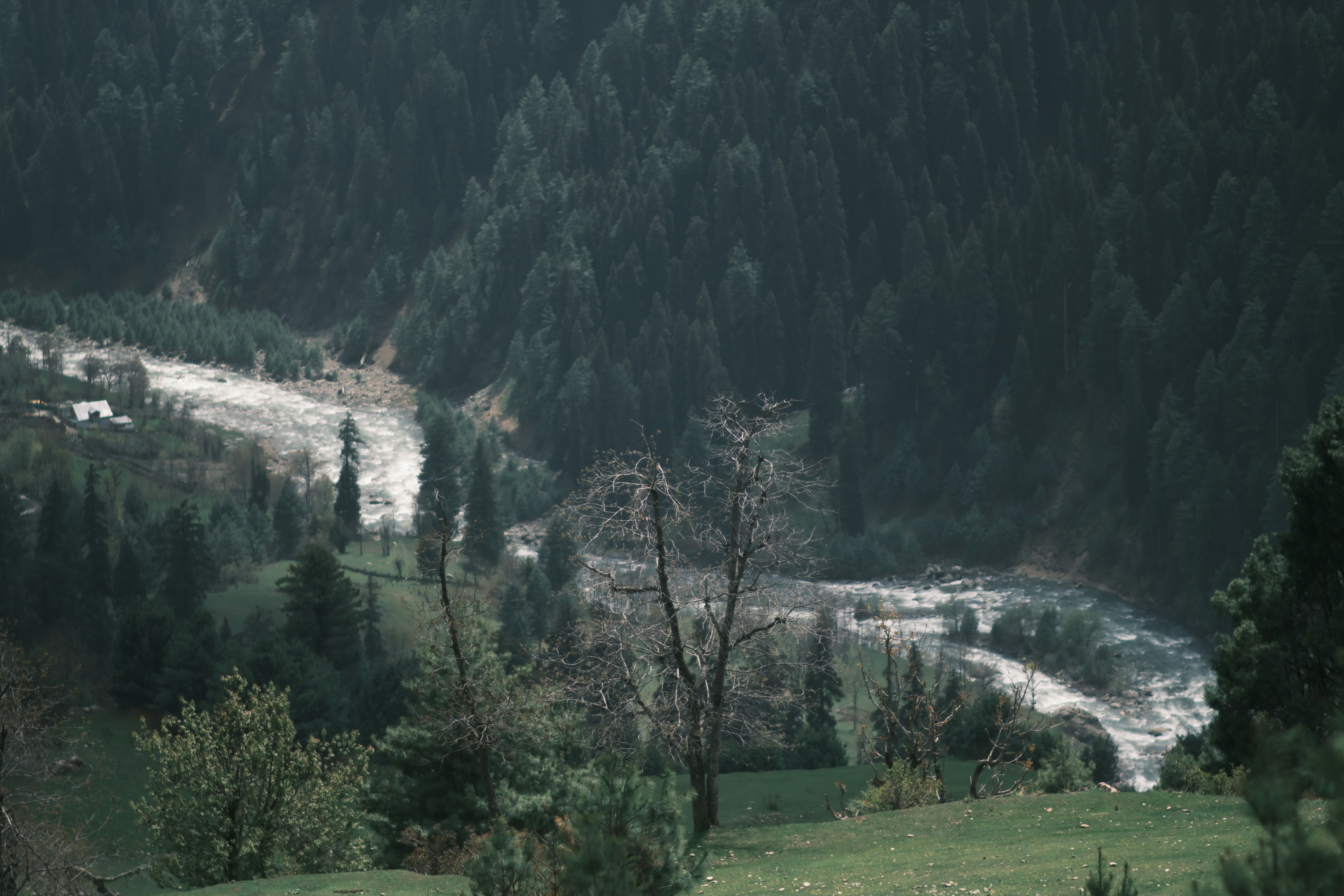 Forêt de Vizzavona — Vivario