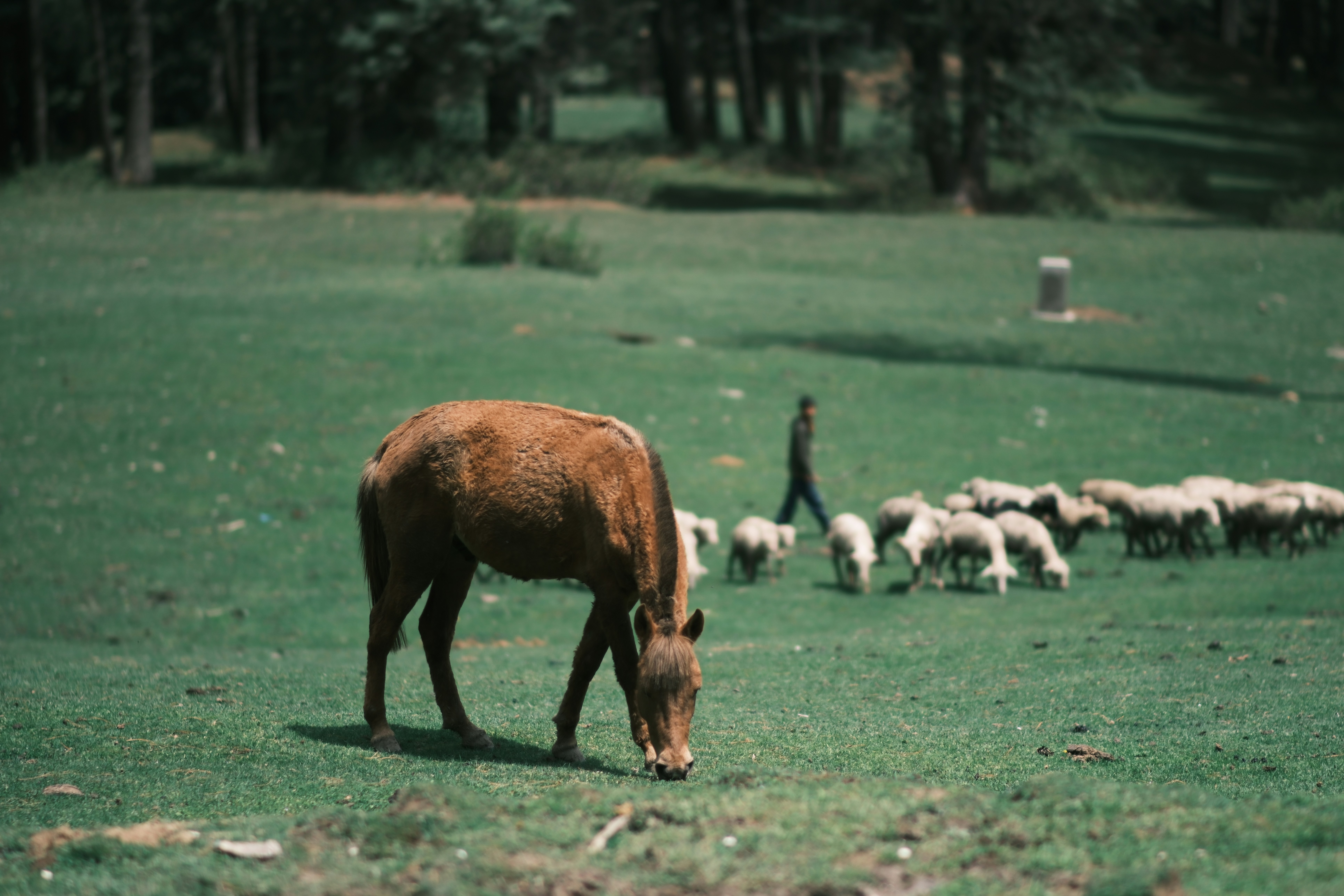 A brown horse grazing in a green field with sheep and a person