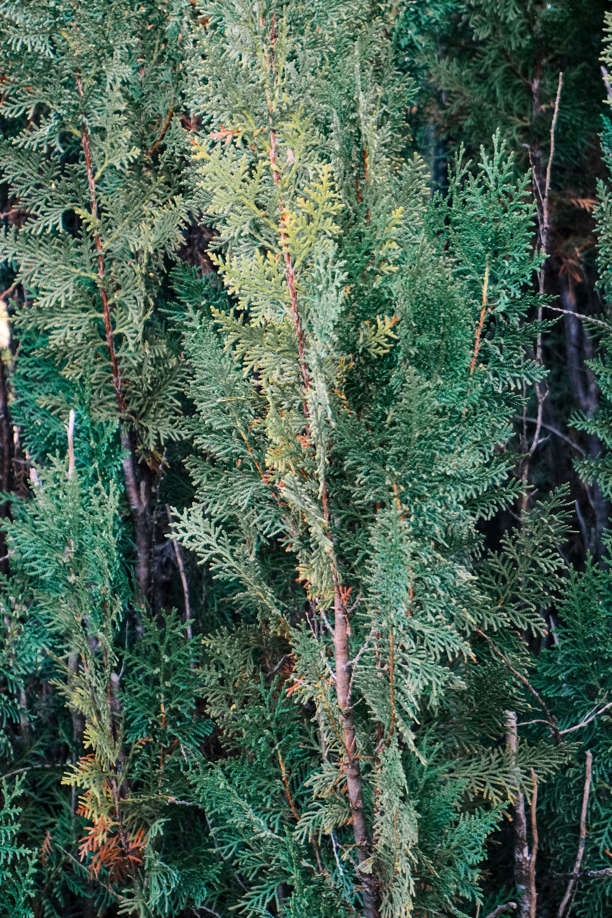 Dense green foliage that stays full with good emerald green arborvitae care