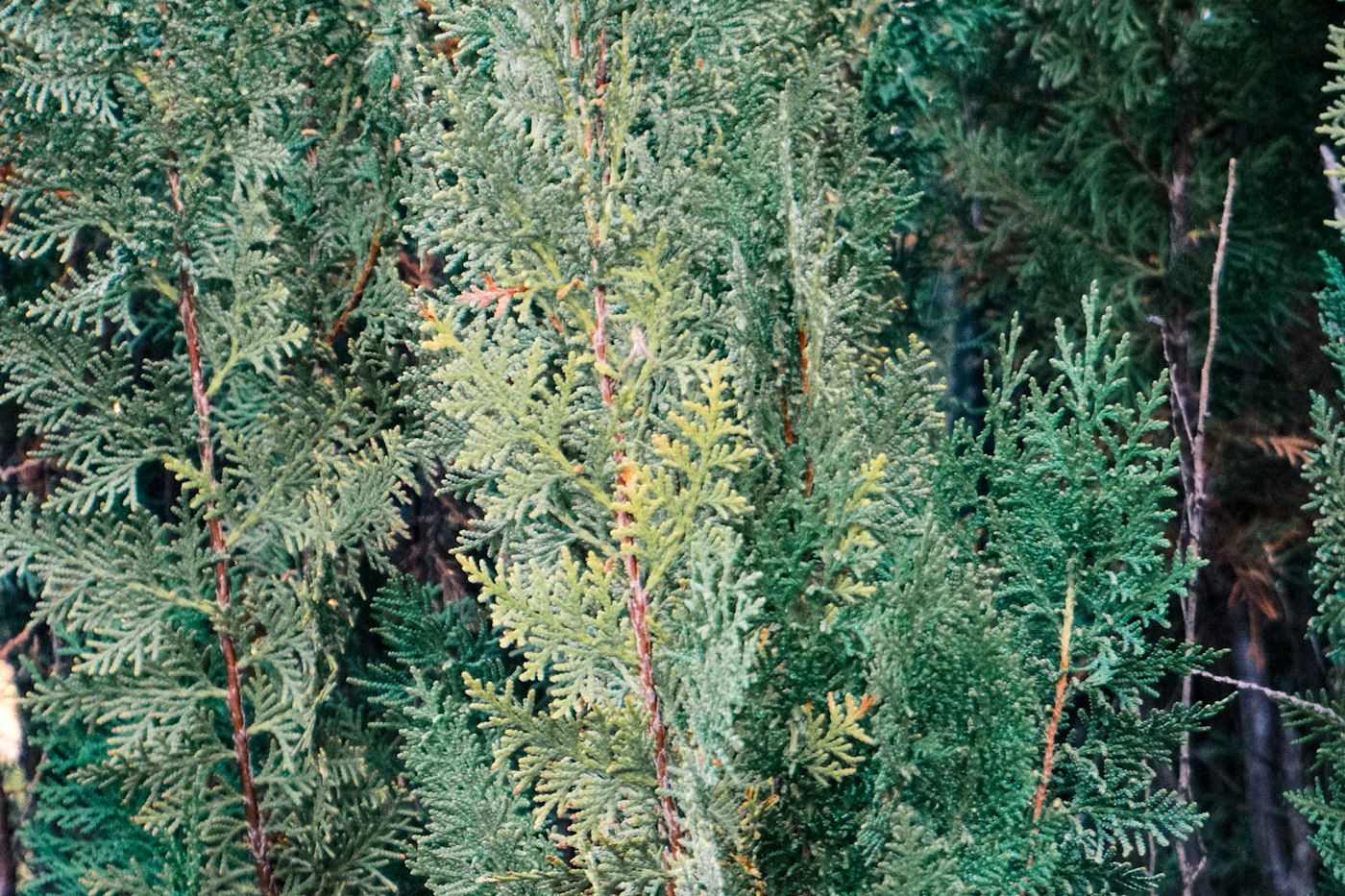 Dense green foliage that stays full with good emerald green arborvitae care