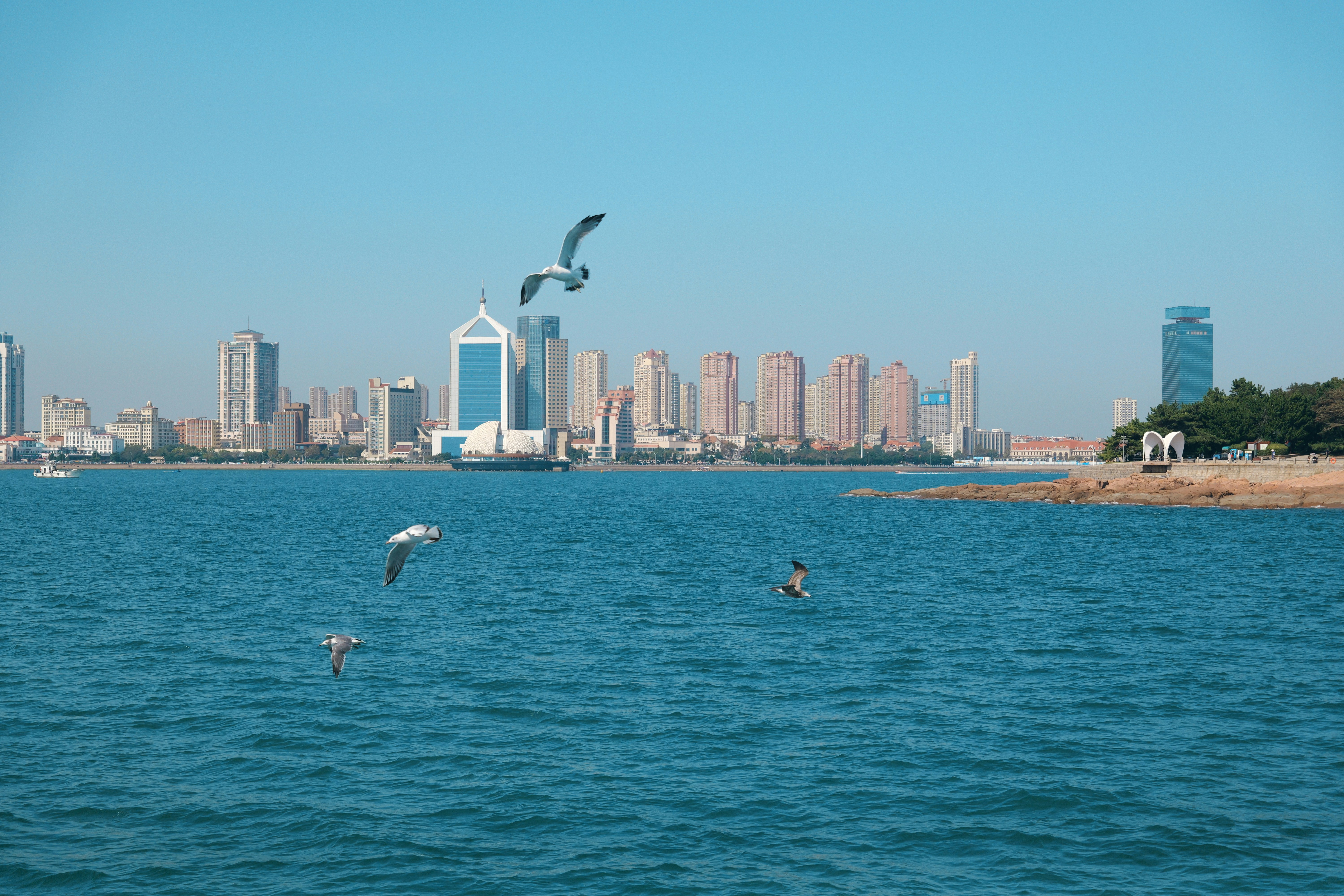 Seagulls flying over blue ocean water with a city skyline in the distance