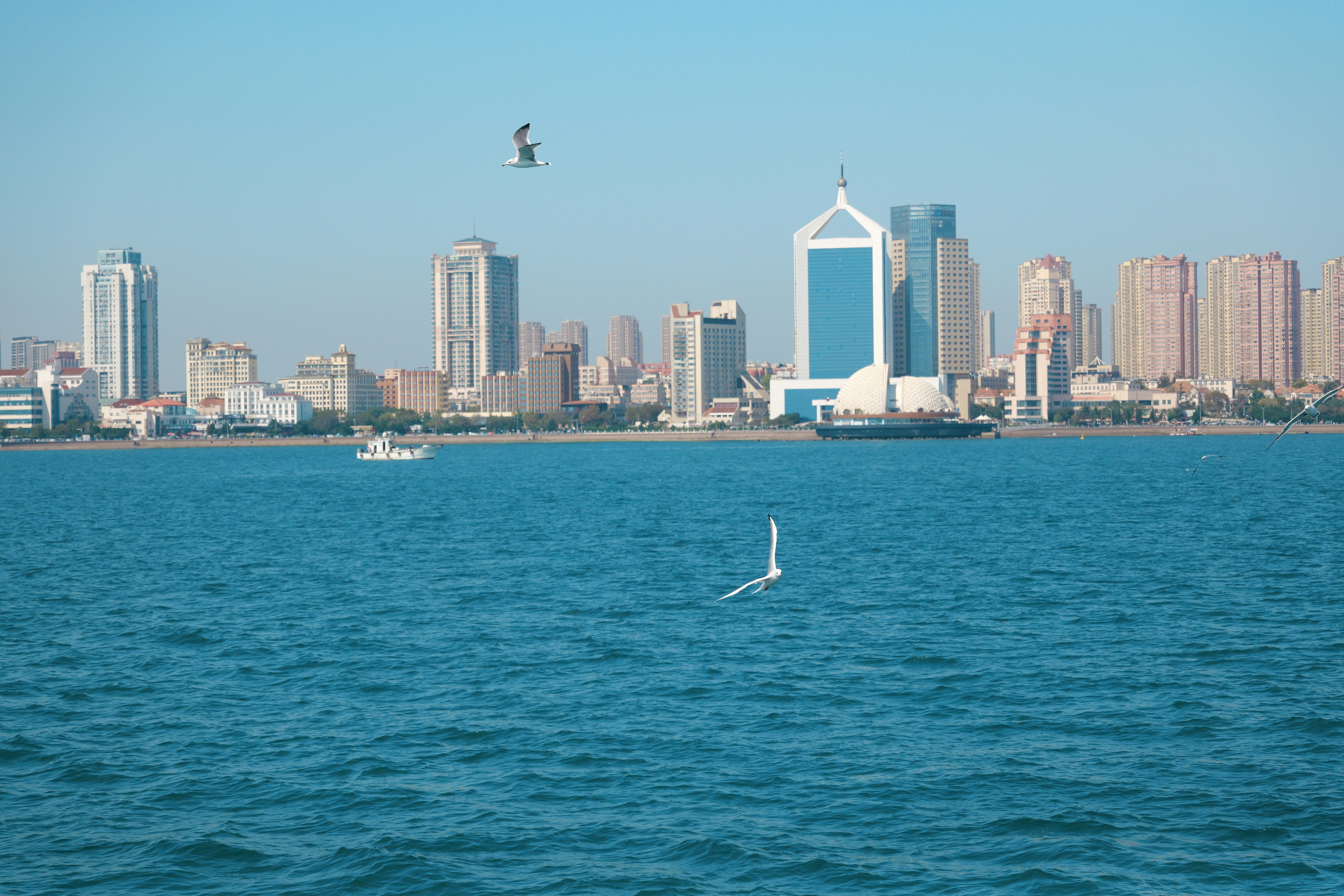 Seagulls flying over blue water with a city skyline in the background