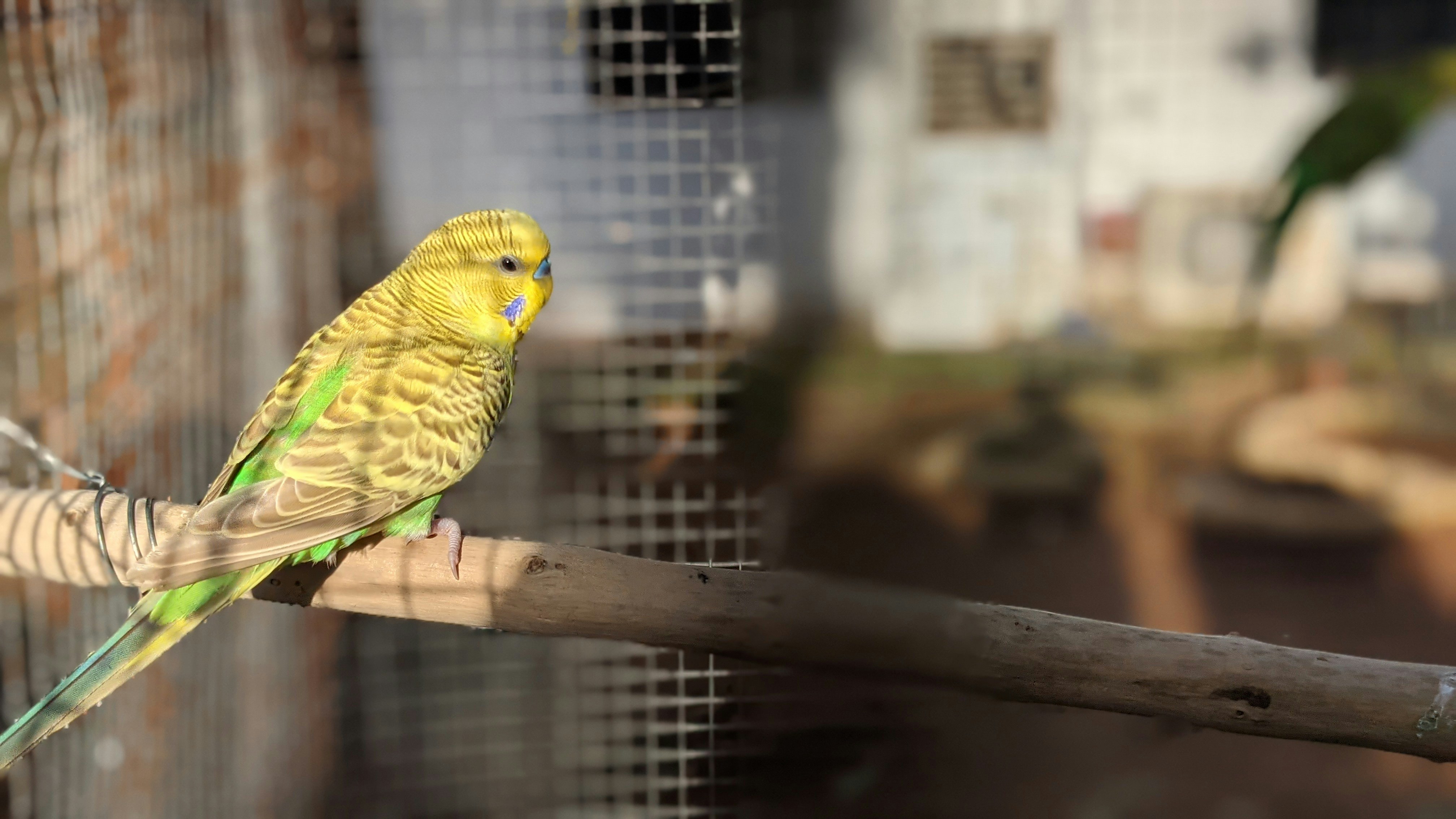 A yellow and green budgerigar perched on a wooden branch inside a wire cage