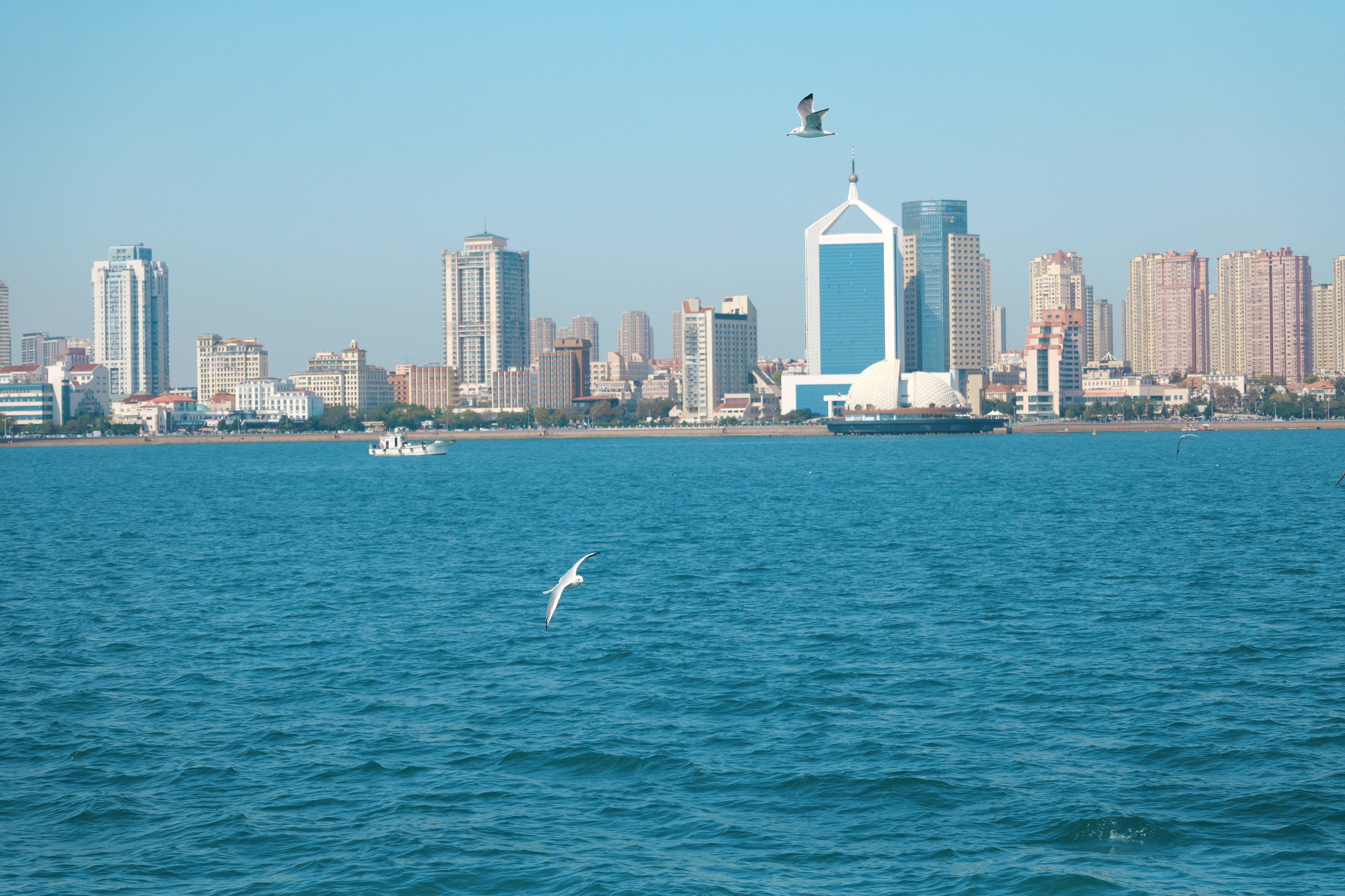 Seagulls flying over blue water with a coastal city skyline in the distance